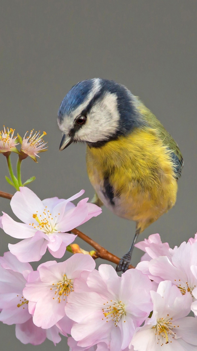 Handy-Wallpaper Tiere, Vögel, Vogel, Meise kostenlos herunterladen.