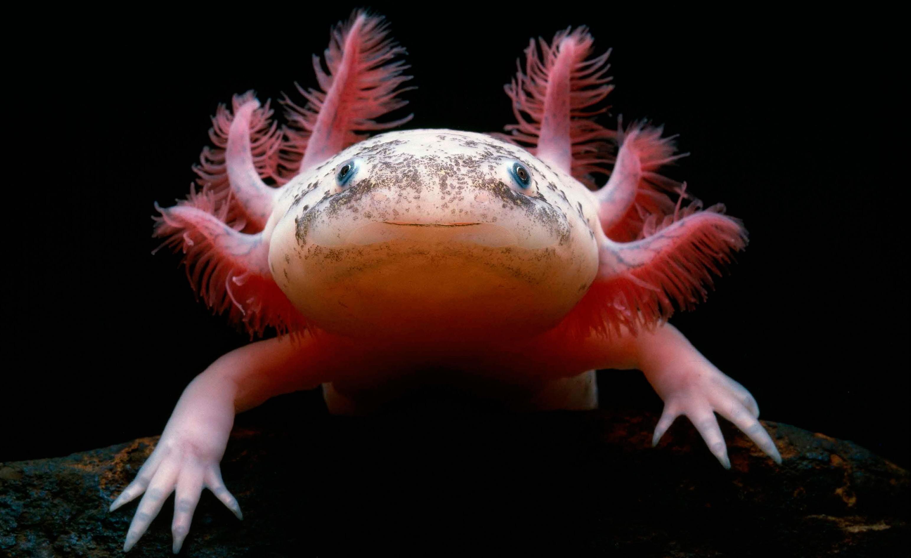 673327 Hintergrundbild herunterladen tiere, axolotl - Bildschirmschoner und Bilder kostenlos