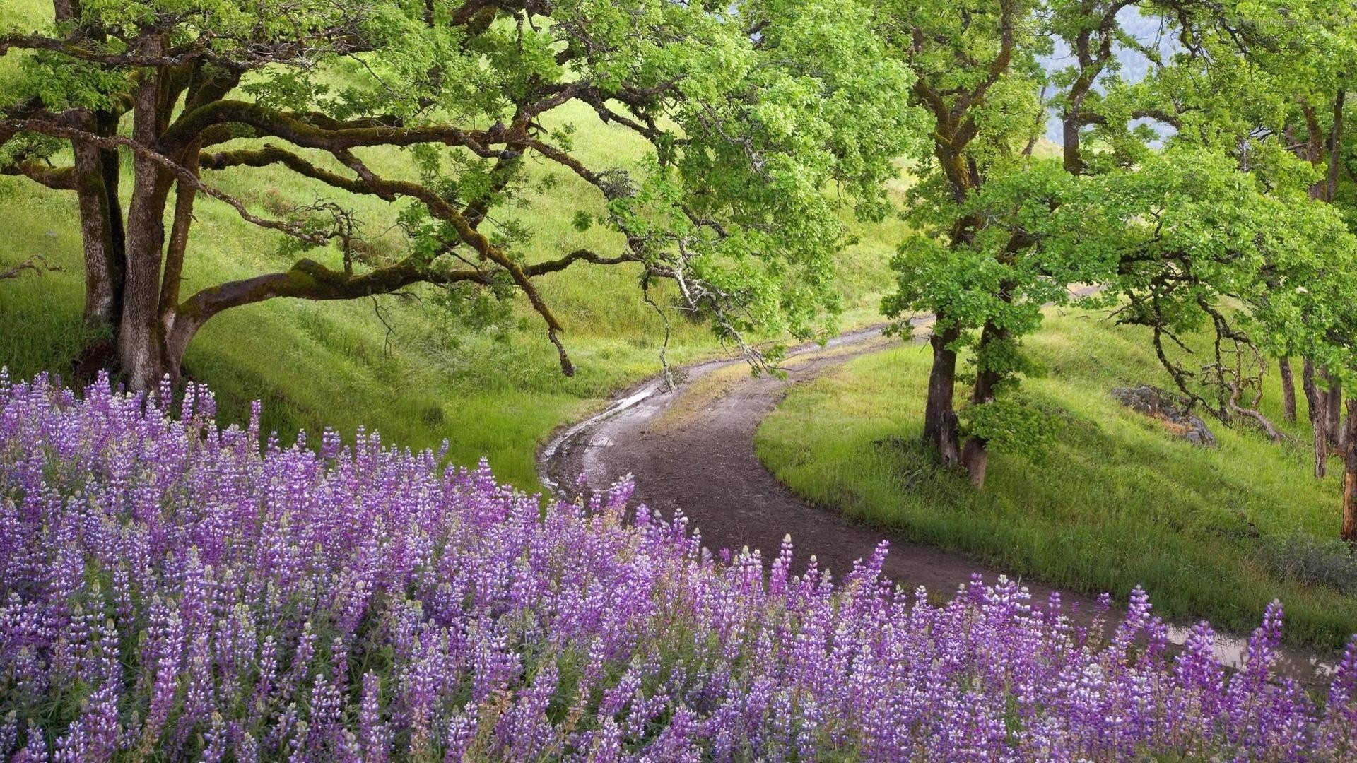 Free download wallpaper Grass, Flower, Road, Tree, Spring, Man Made on your PC desktop