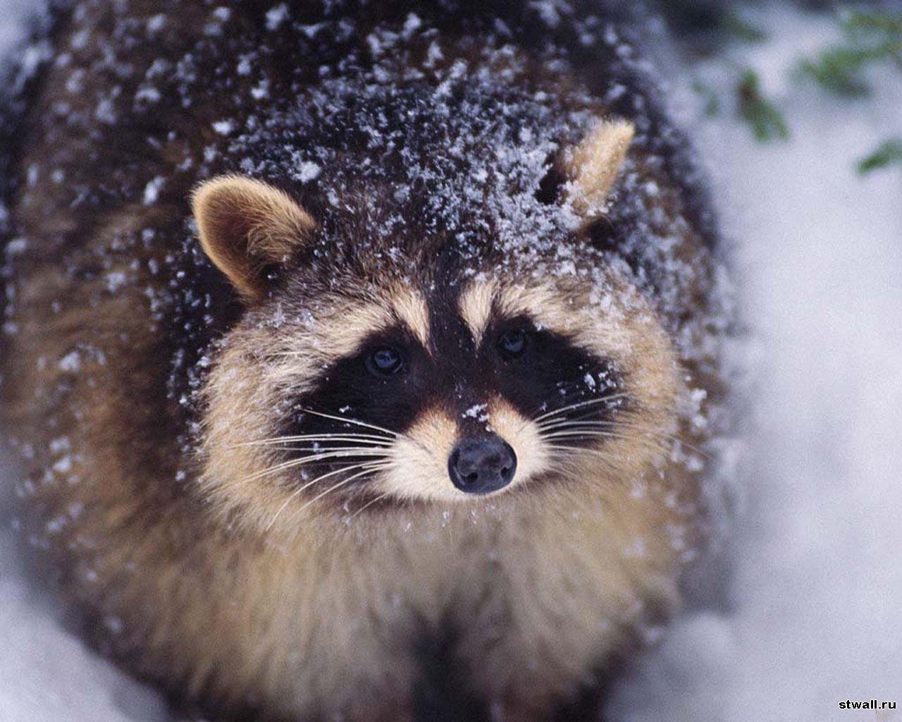 animals, raccoons HD wallpaper