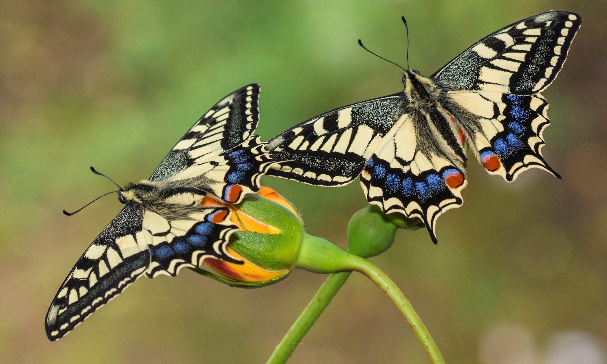 Free download wallpaper Butterfly, Animal on your PC desktop