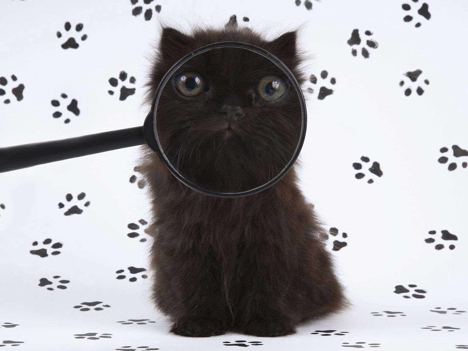 animals, cat, fluffy, muzzle, magnifier