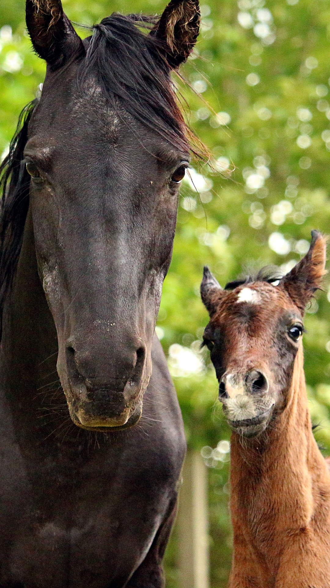 Handy-Wallpaper Tiere, Hauspferd, Tierbaby kostenlos herunterladen.