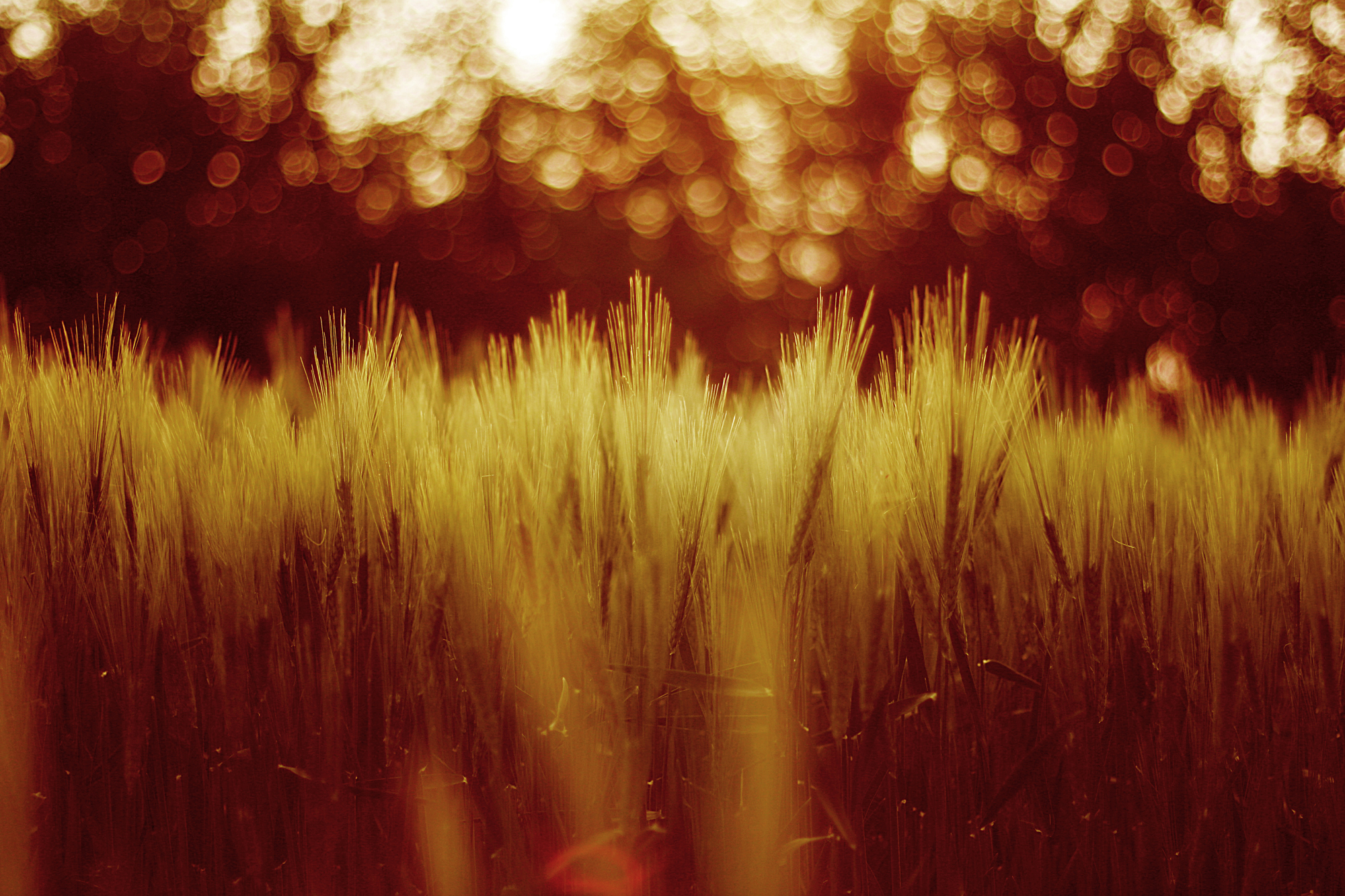 Download mobile wallpaper Blur, Bokeh, Plant, Wheat, Field, Fall, Nature, Earth for free.
