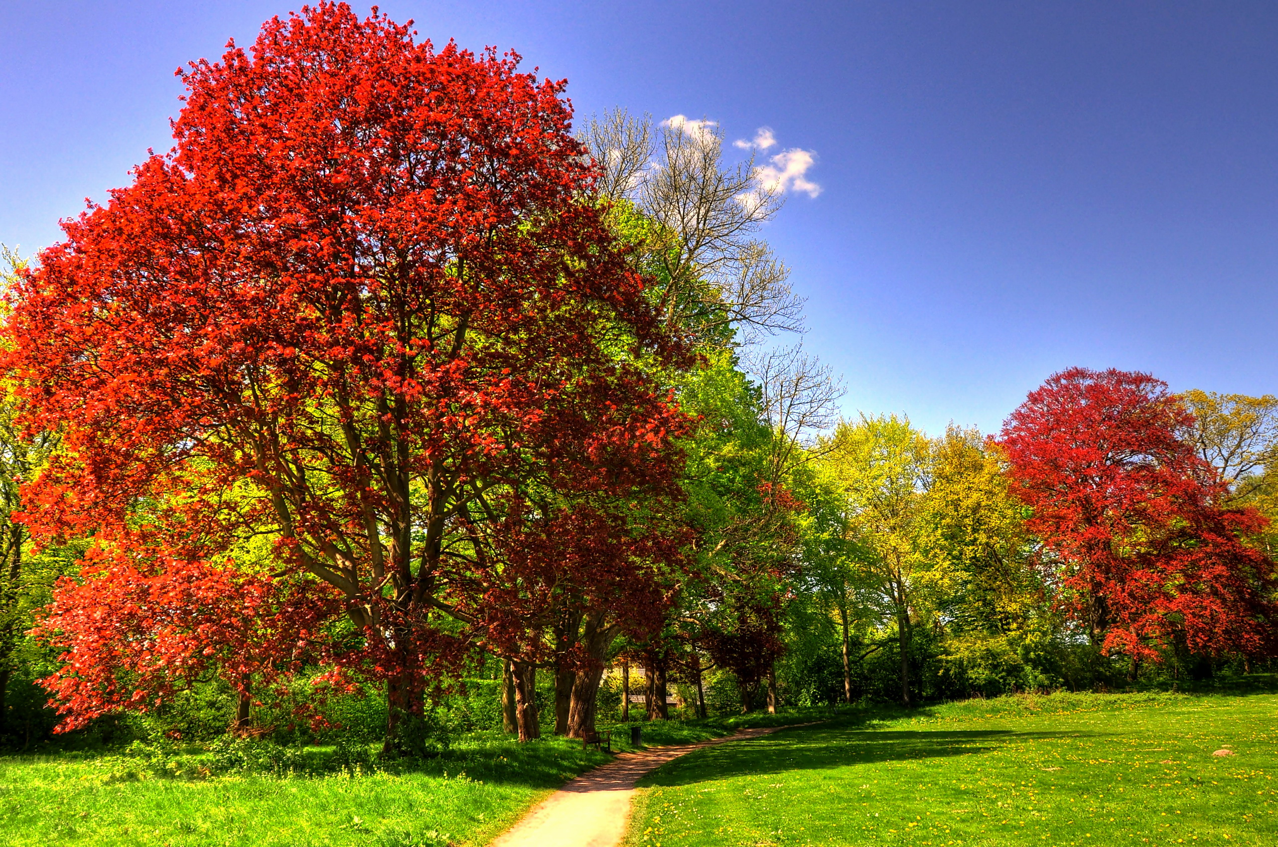 無料モバイル壁紙自然, 木, 秋, 葉, 道, 地球をダウンロードします。