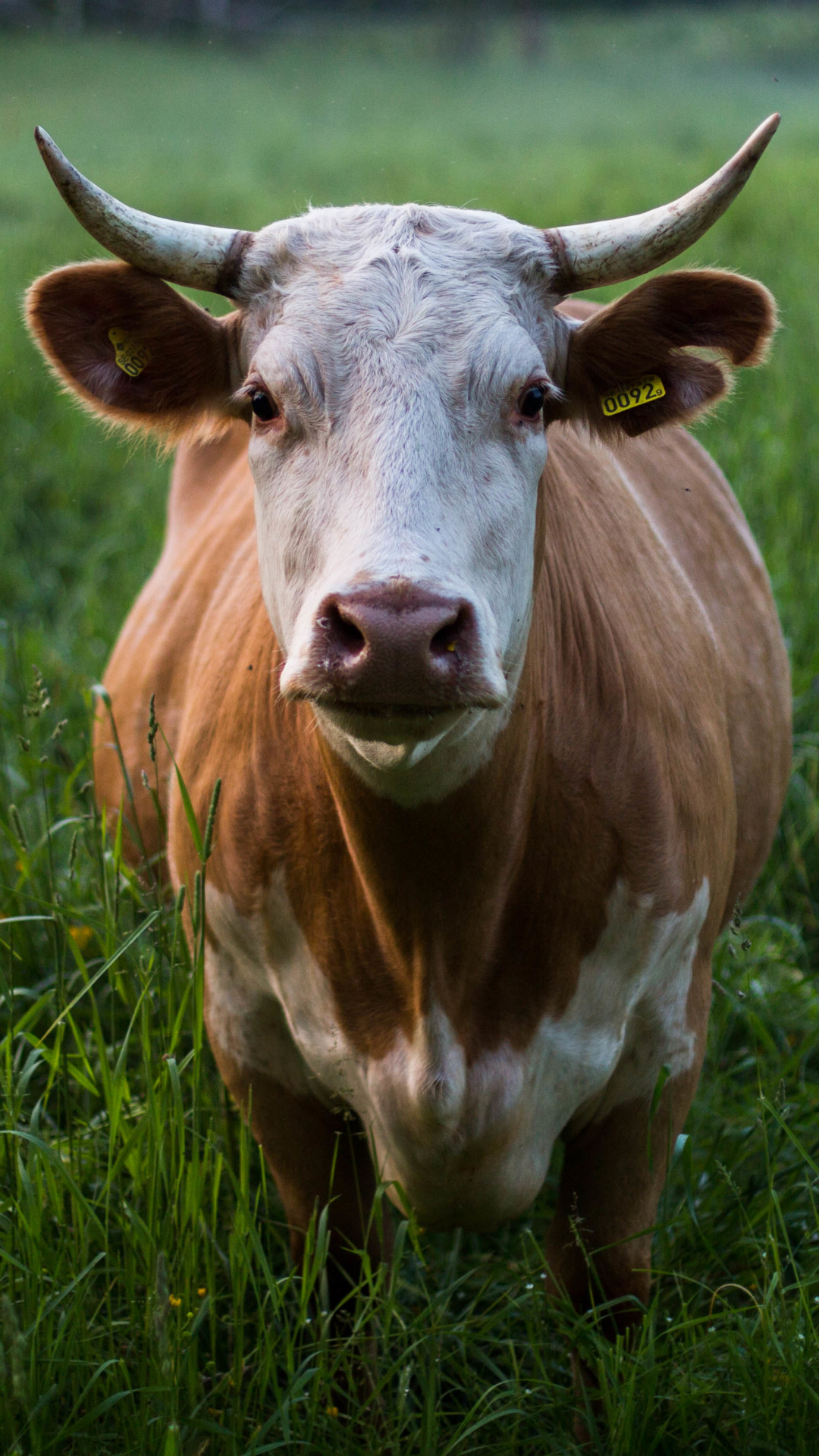 Download mobile wallpaper Grass, Animal, Cow for free.