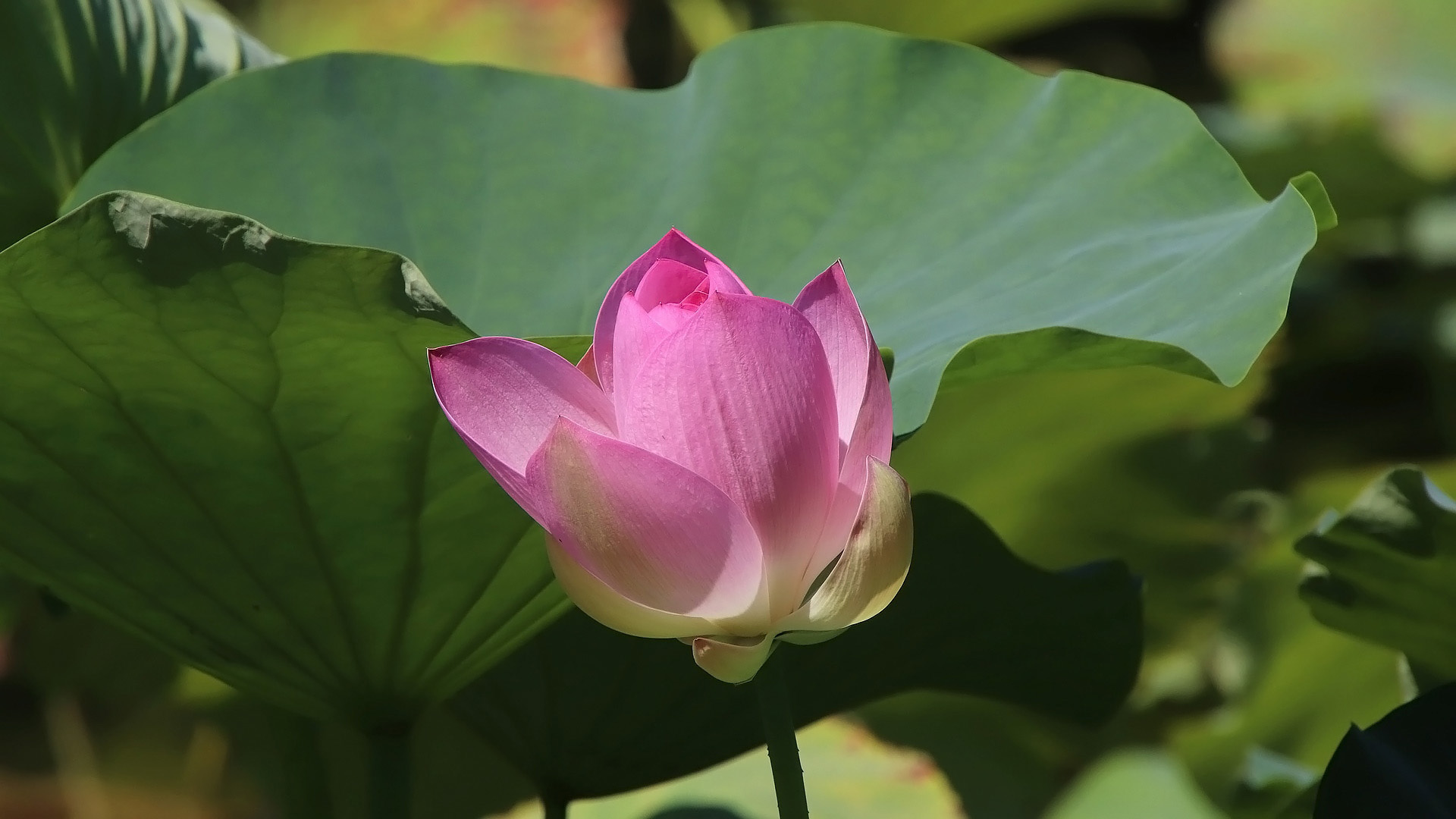 Download mobile wallpaper Lotus, Flowers, Earth for free.