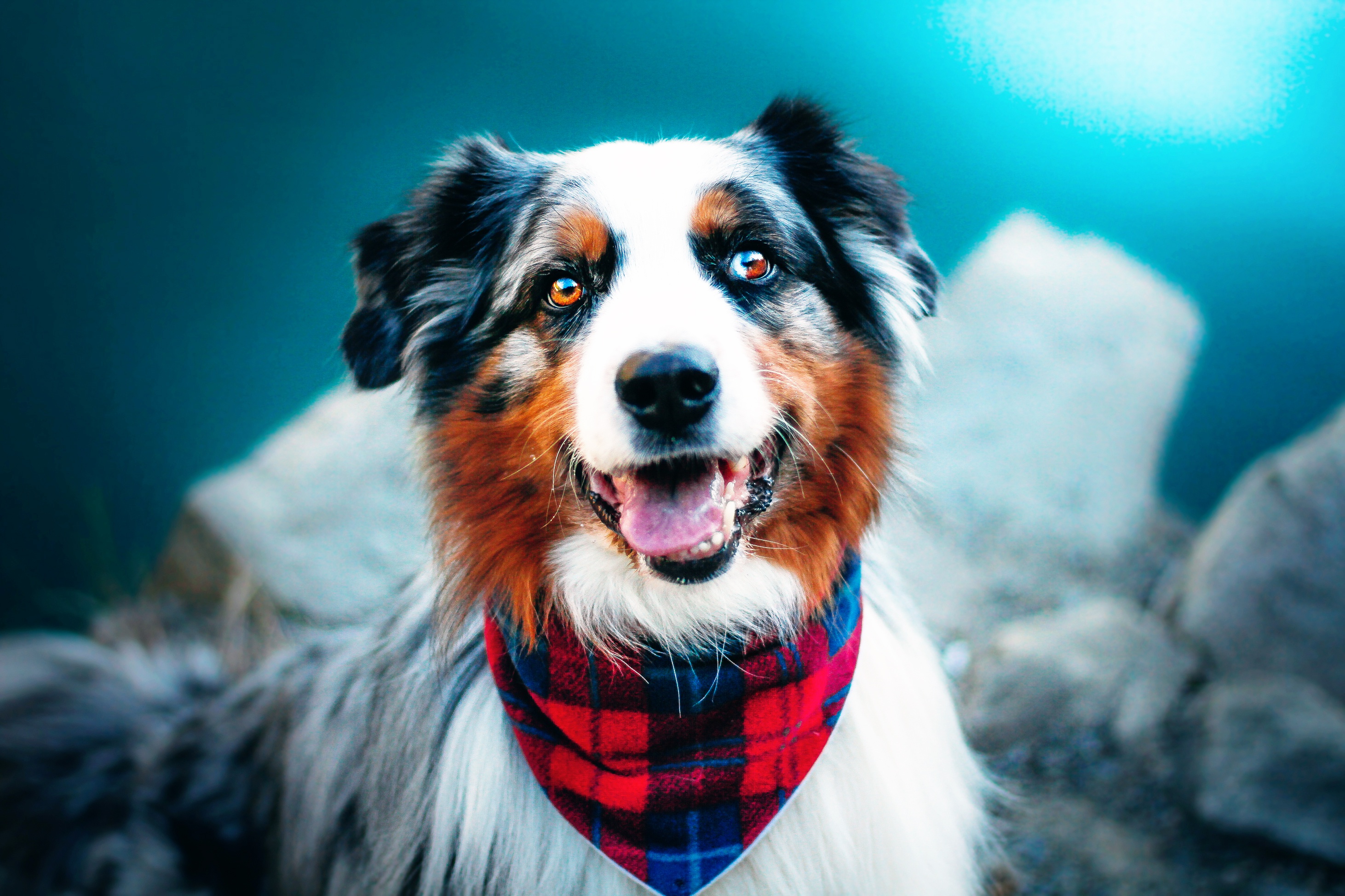 Baixe gratuitamente a imagem Animais, Cães, Cão, Pastor Australiano na área de trabalho do seu PC