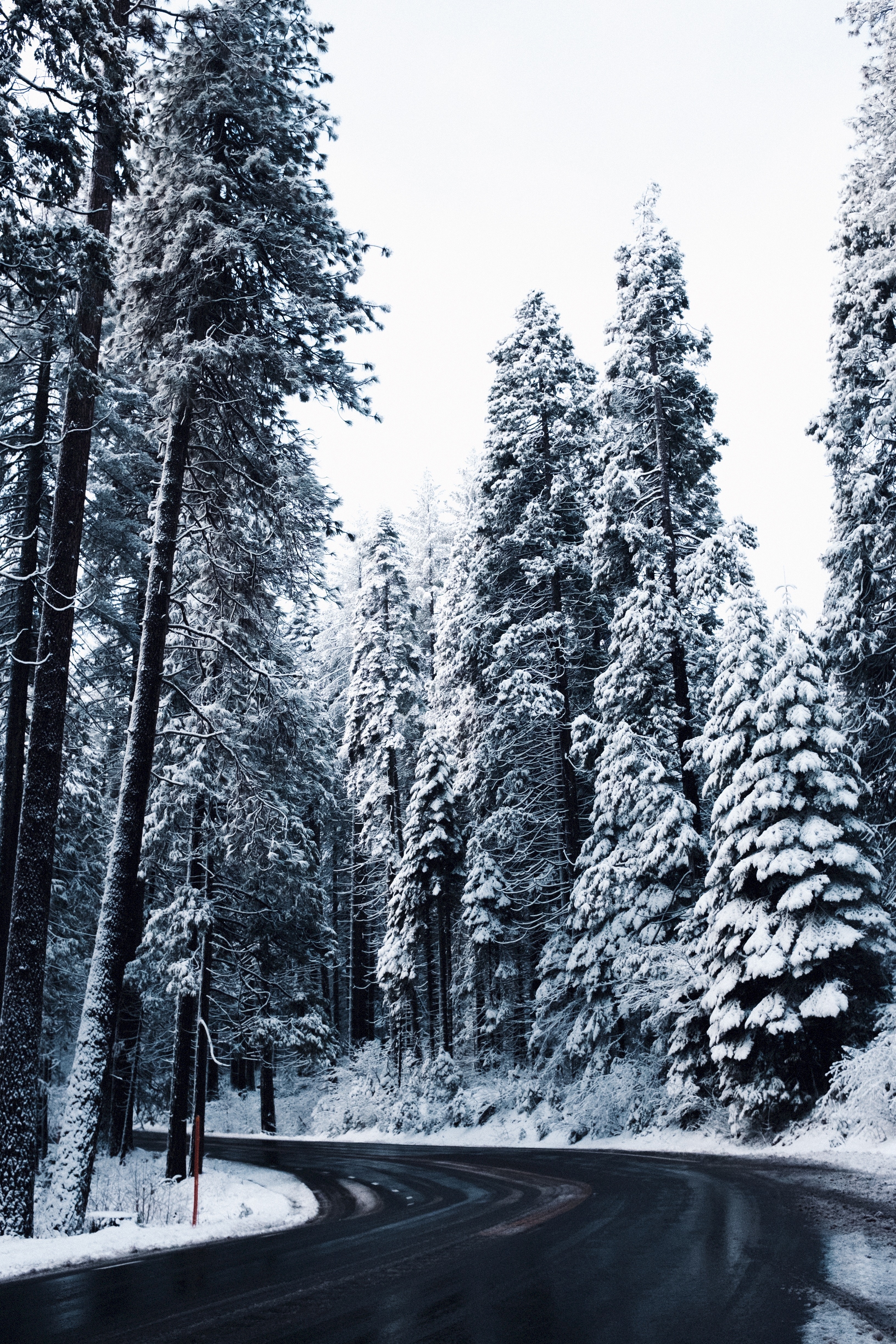 133781 Hintergrundbild herunterladen winter, natur, bäume, schnee, straße, wende, drehen - Bildschirmschoner und Bilder kostenlos