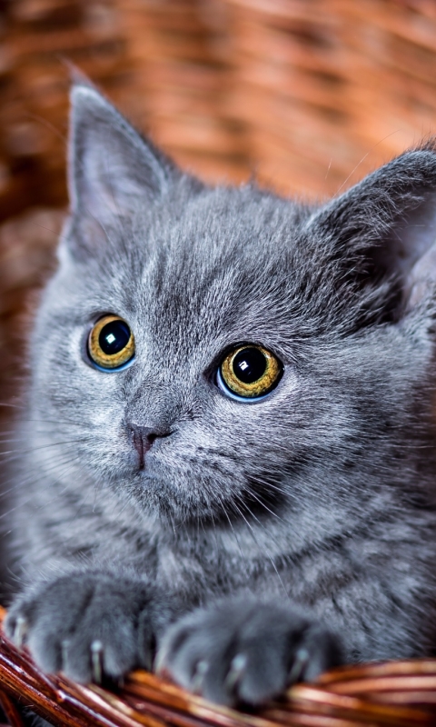 Download mobile wallpaper Cats, Cat, Kitten, Animal, Basket, Cute, Baby Animal, Stare for free.