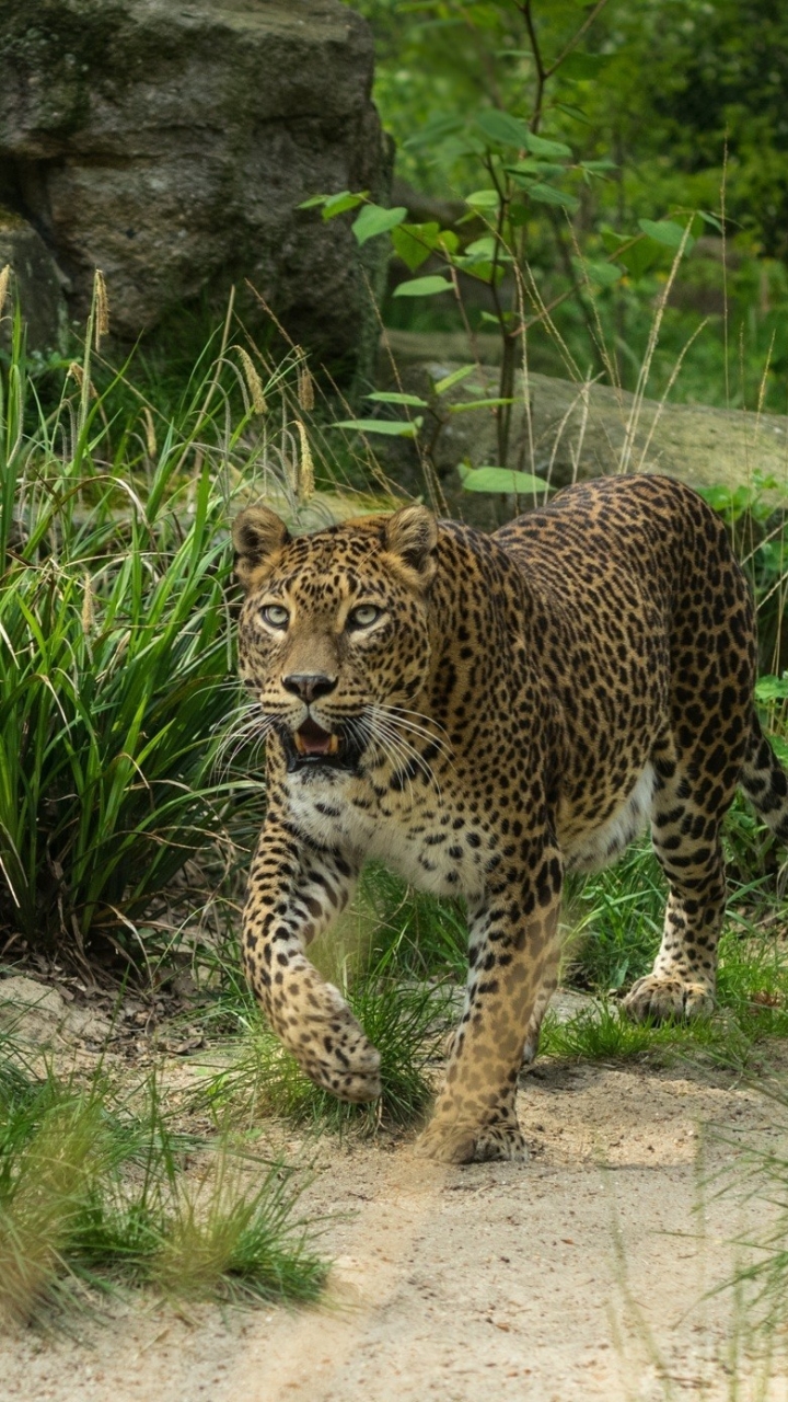 Handy-Wallpaper Tiere, Katzen, Leopard, Dschungel, Urwald kostenlos herunterladen.