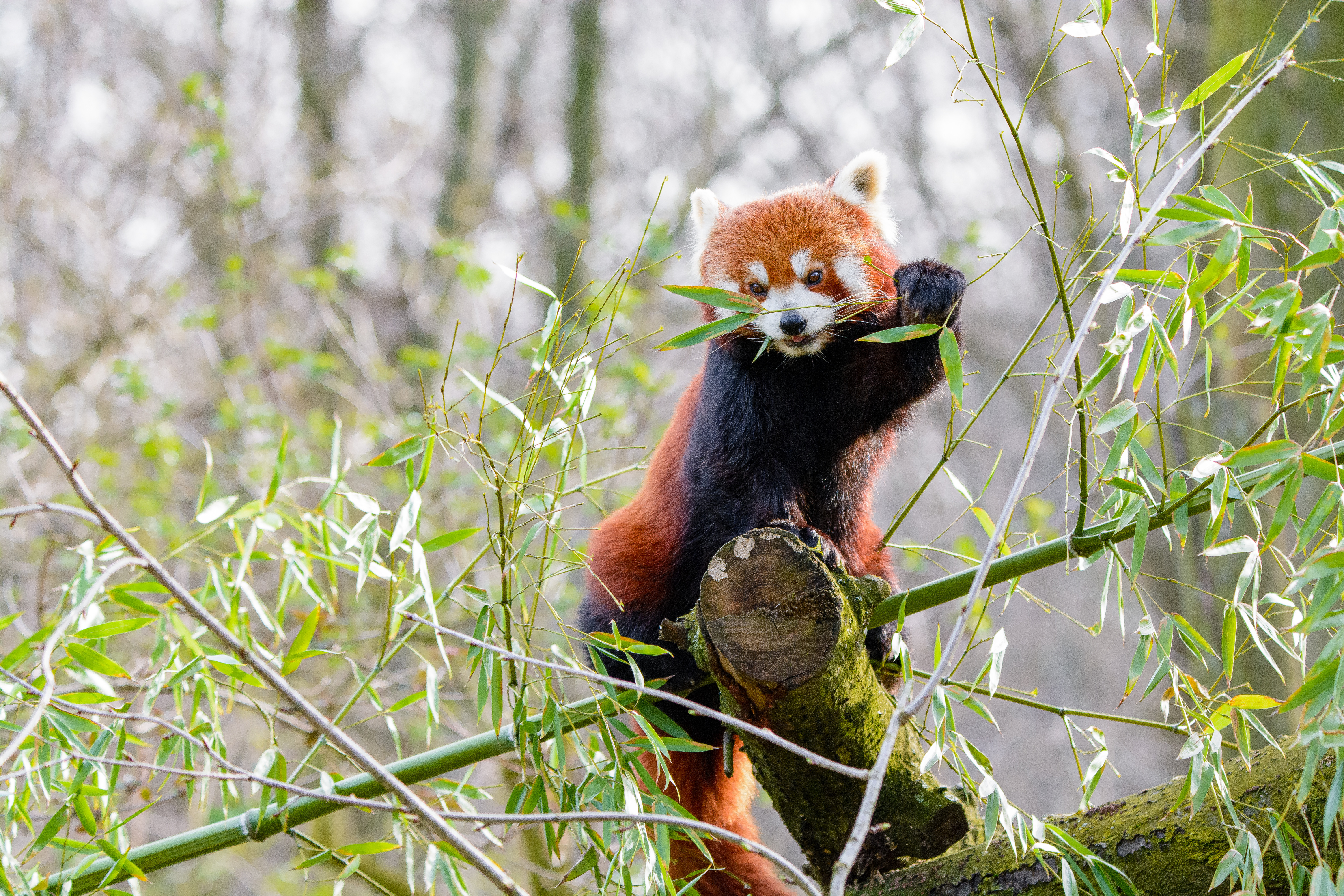Téléchargez gratuitement l'image Petit Panda, Animaux, Branches, Bambou, Panda Rouge sur le bureau de votre PC