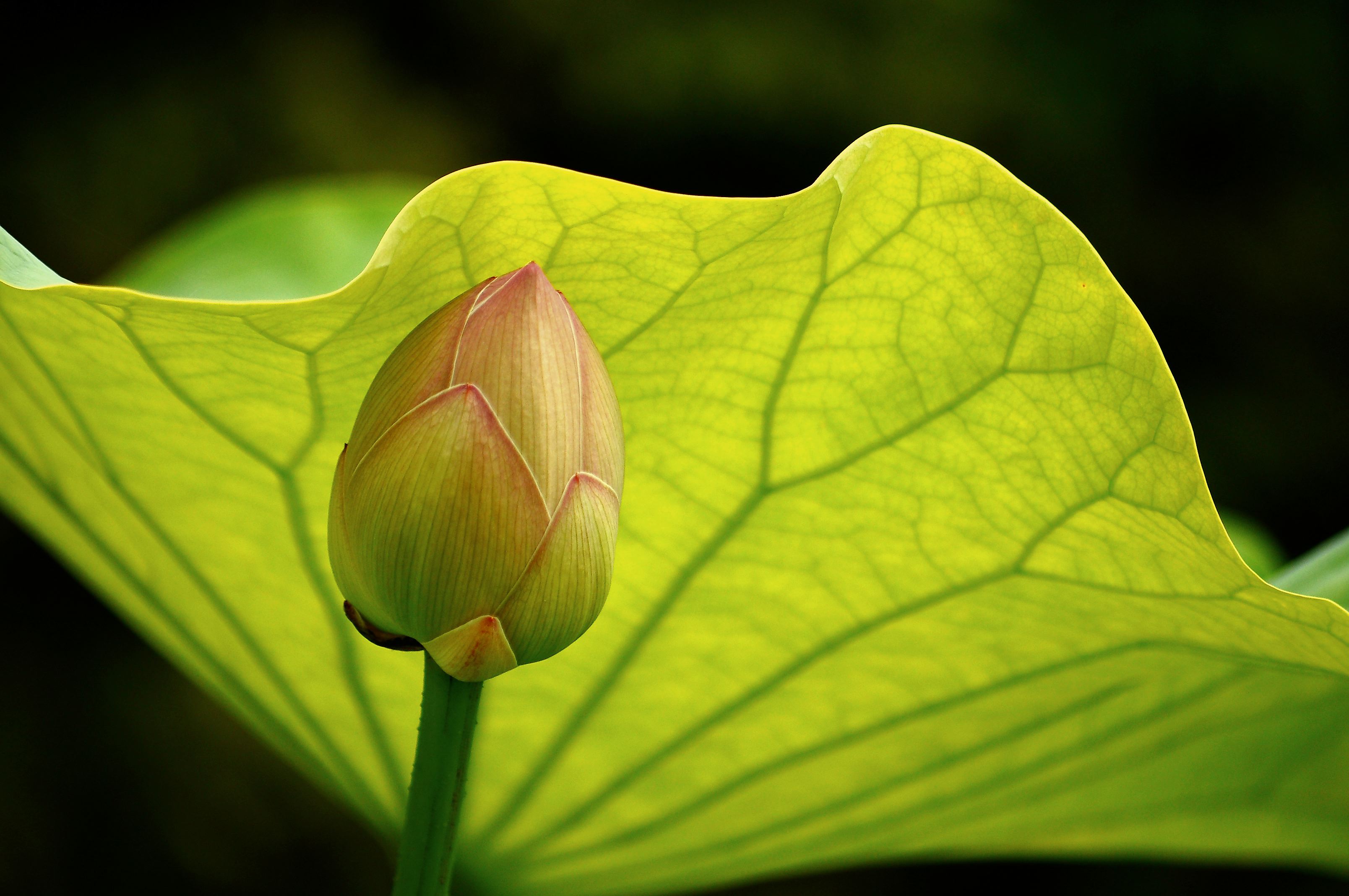 lotus, flowers, earth
