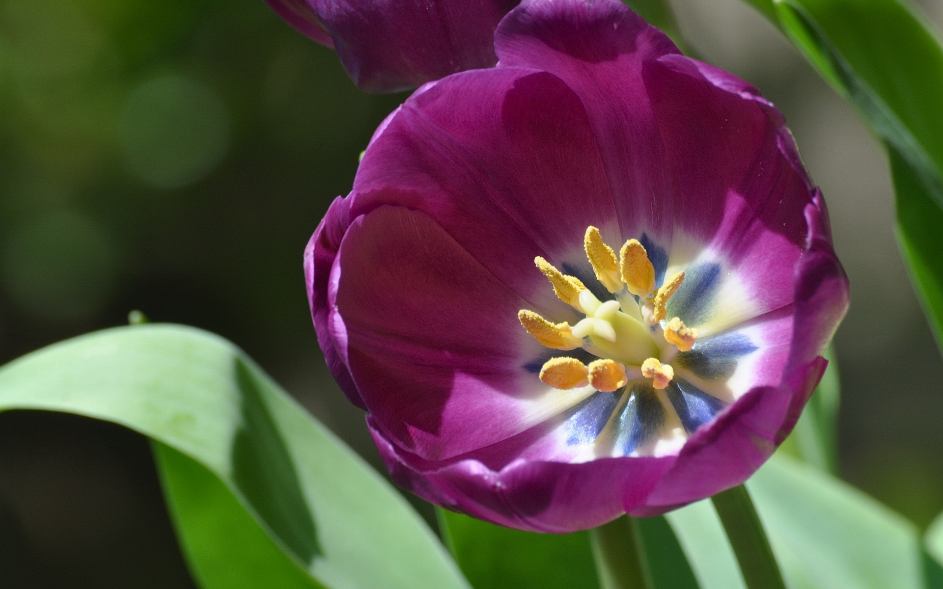 Handy-Wallpaper Blumen, Blume, Erde/natur kostenlos herunterladen.