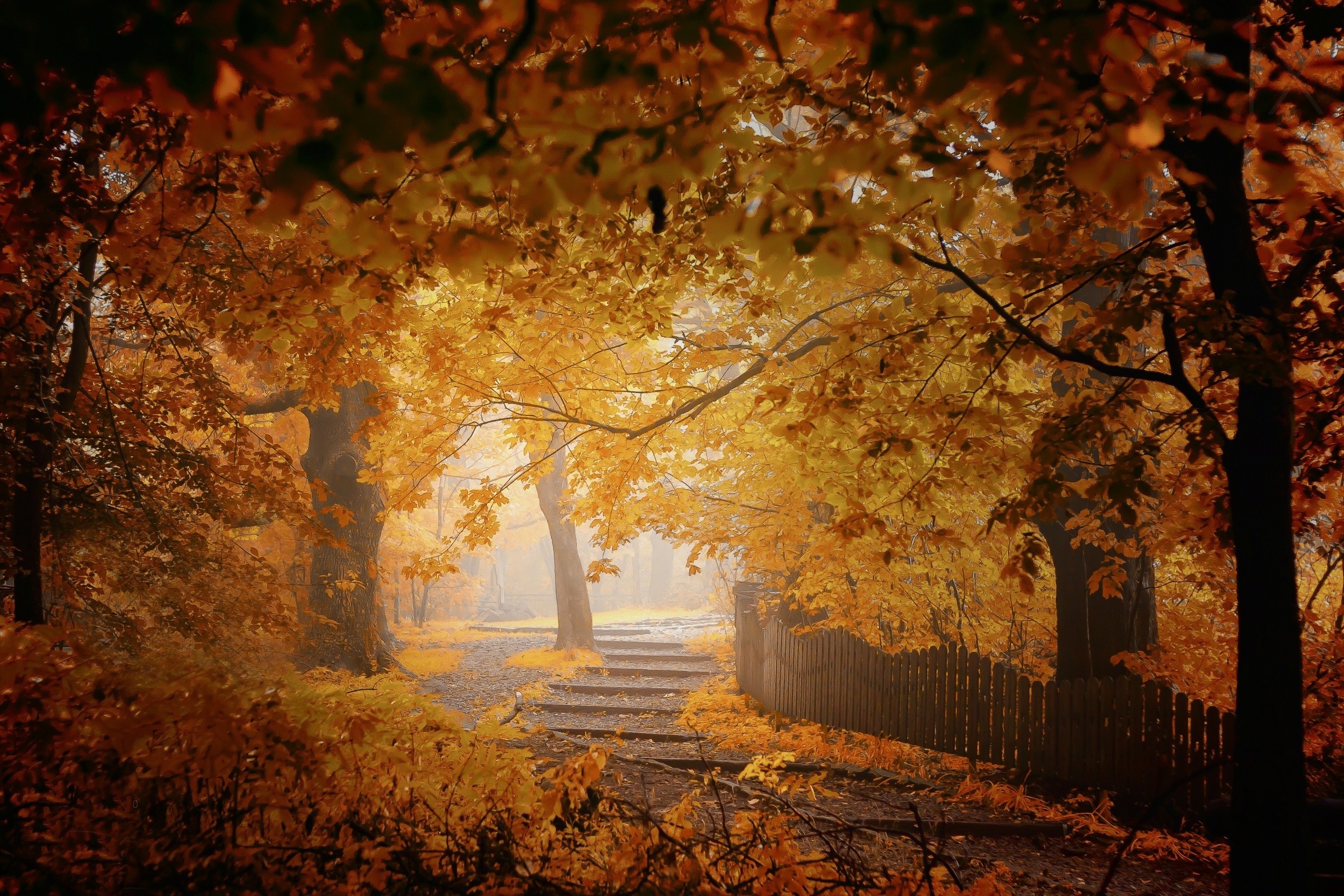 Download mobile wallpaper Forest, Tree, Fall, Path, Fence, Man Made for free.