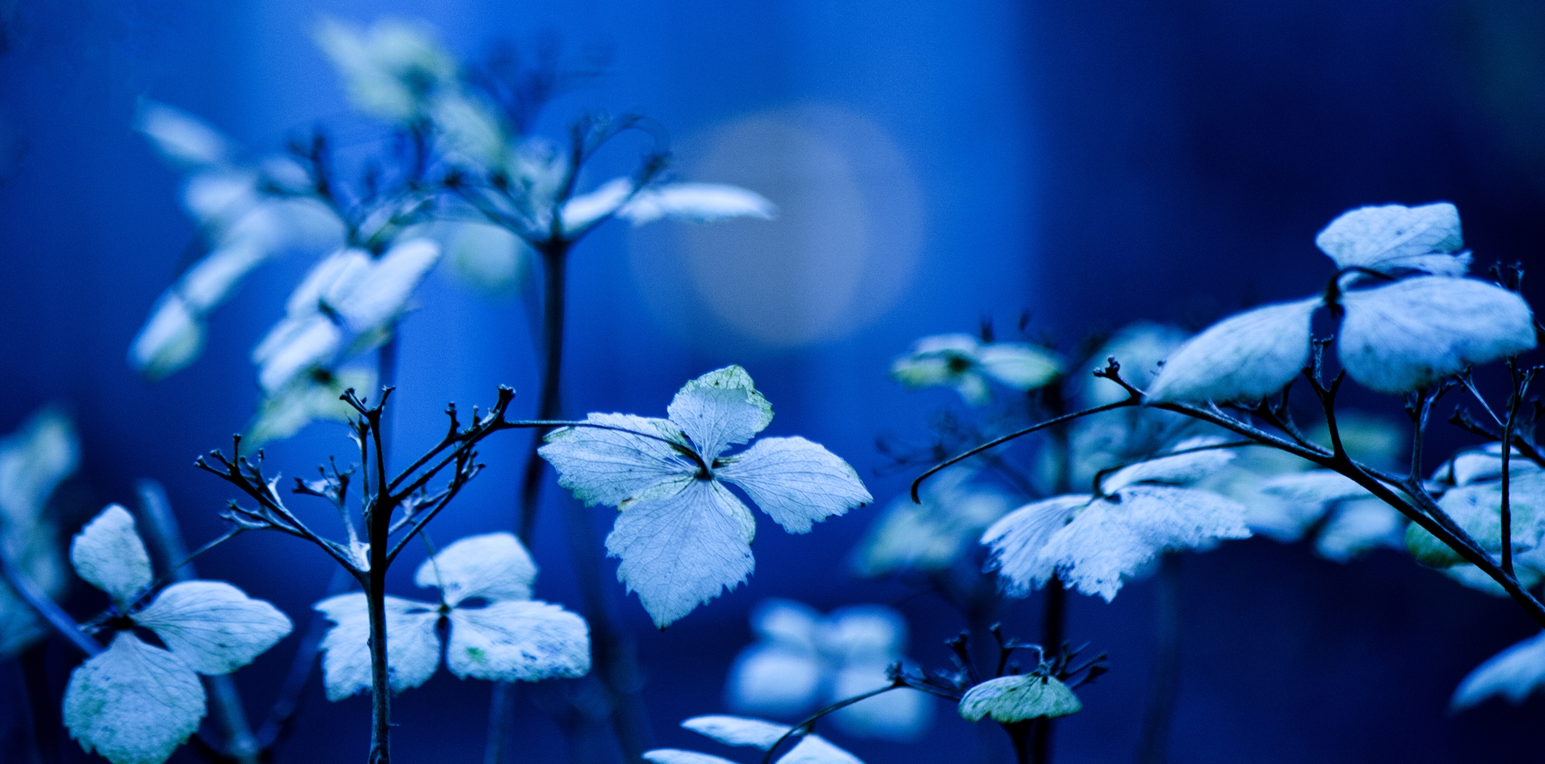 Free download wallpaper Leaves, Plant, Macro, Branches, Illumination, Background, Lighting on your PC desktop