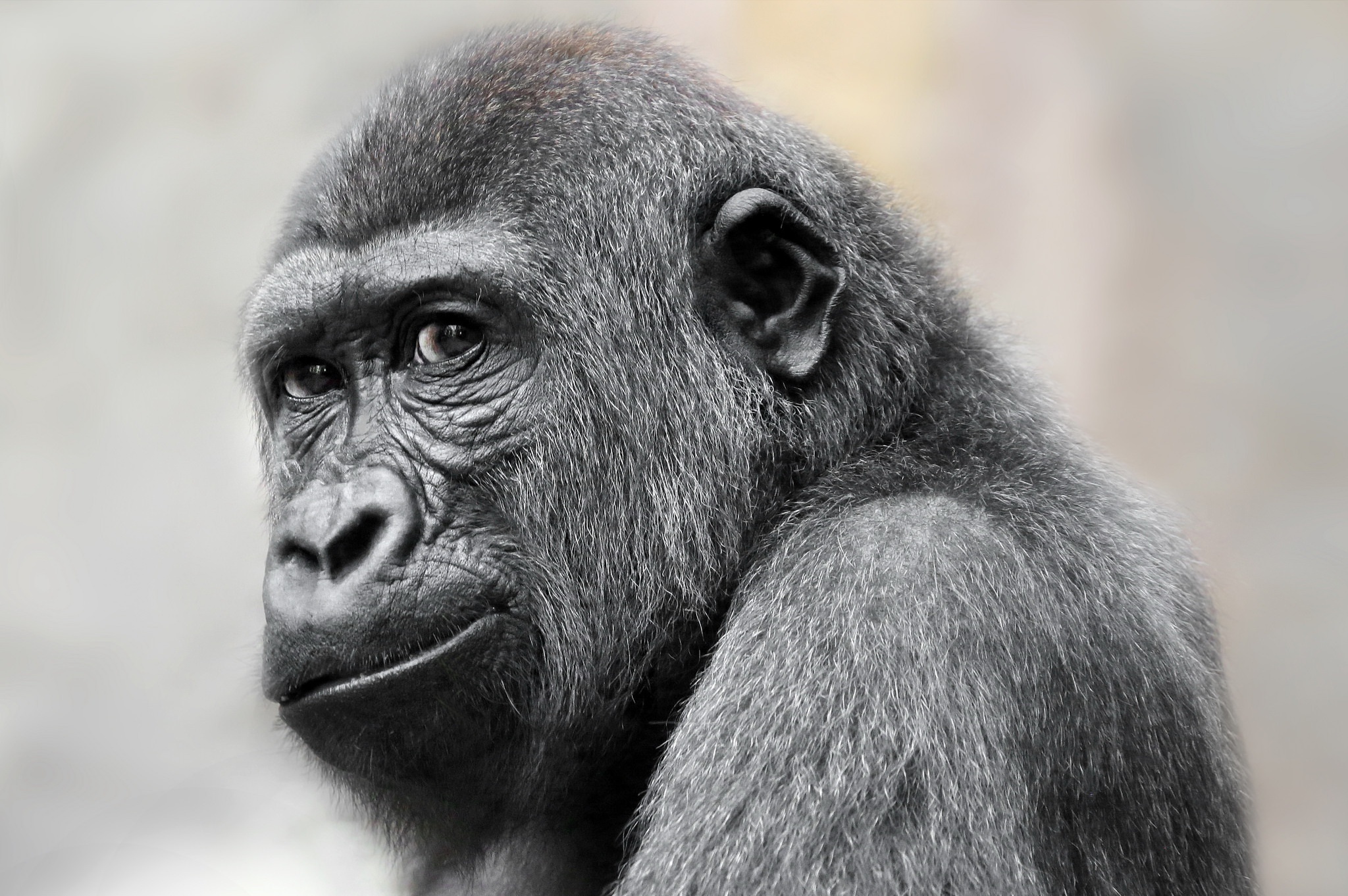 Laden Sie das Tiere, Gorilla, Primas, Affen-Bild kostenlos auf Ihren PC-Desktop herunter
