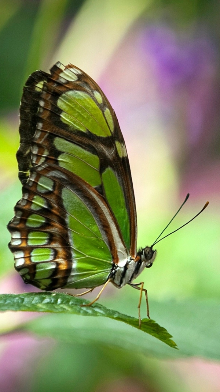 Download mobile wallpaper Butterfly, Animal for free.