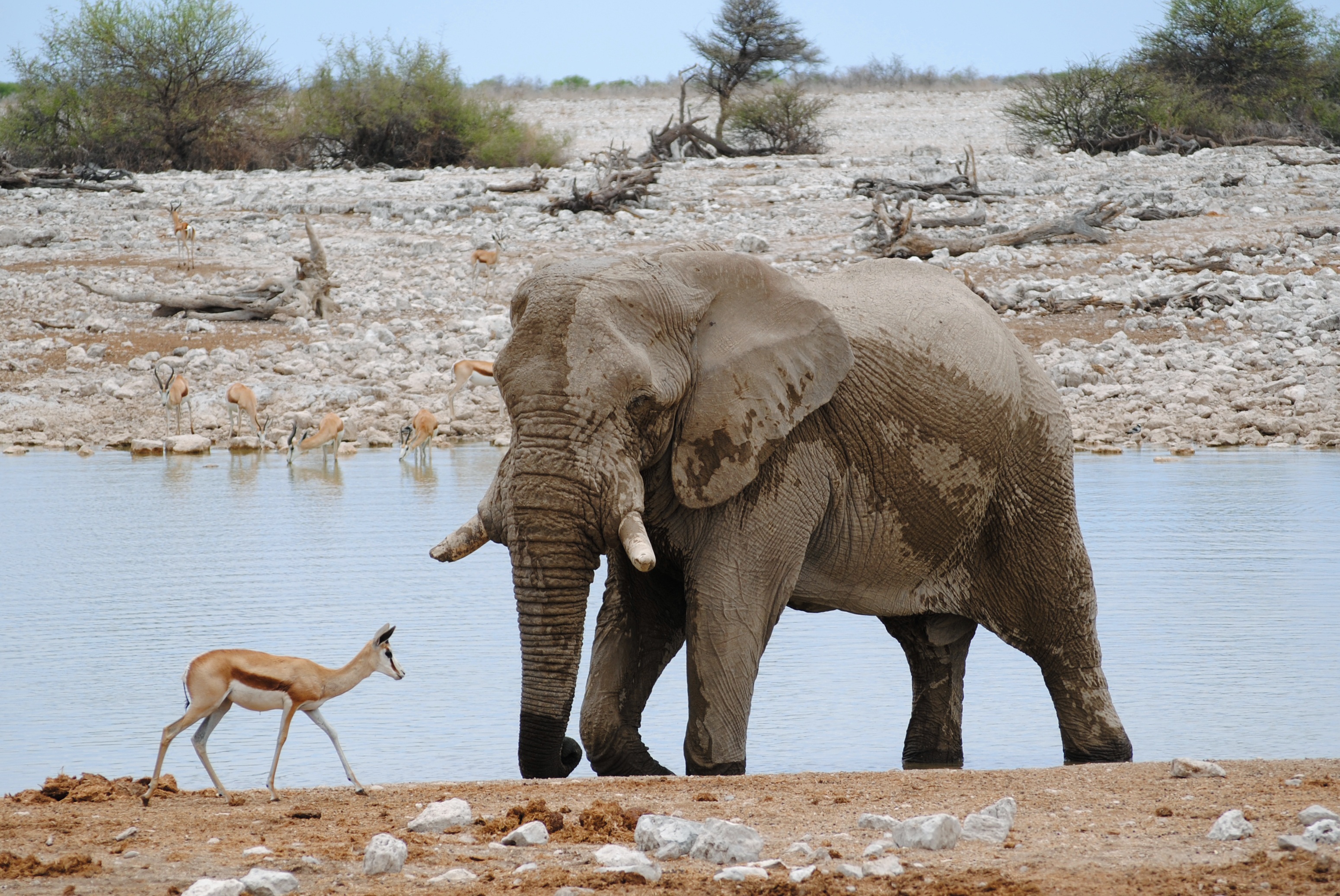 405413 télécharger l'image animaux, éléphant de savane d'afrique, afrique, antilope, mammifère, namibie, parc national, springbok, éléphants - fonds d'écran et économiseurs d'écran gratuits