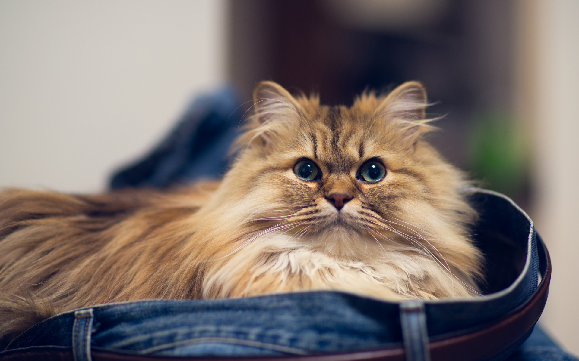 Téléchargez des papiers peints mobile Animaux, Chat gratuitement.