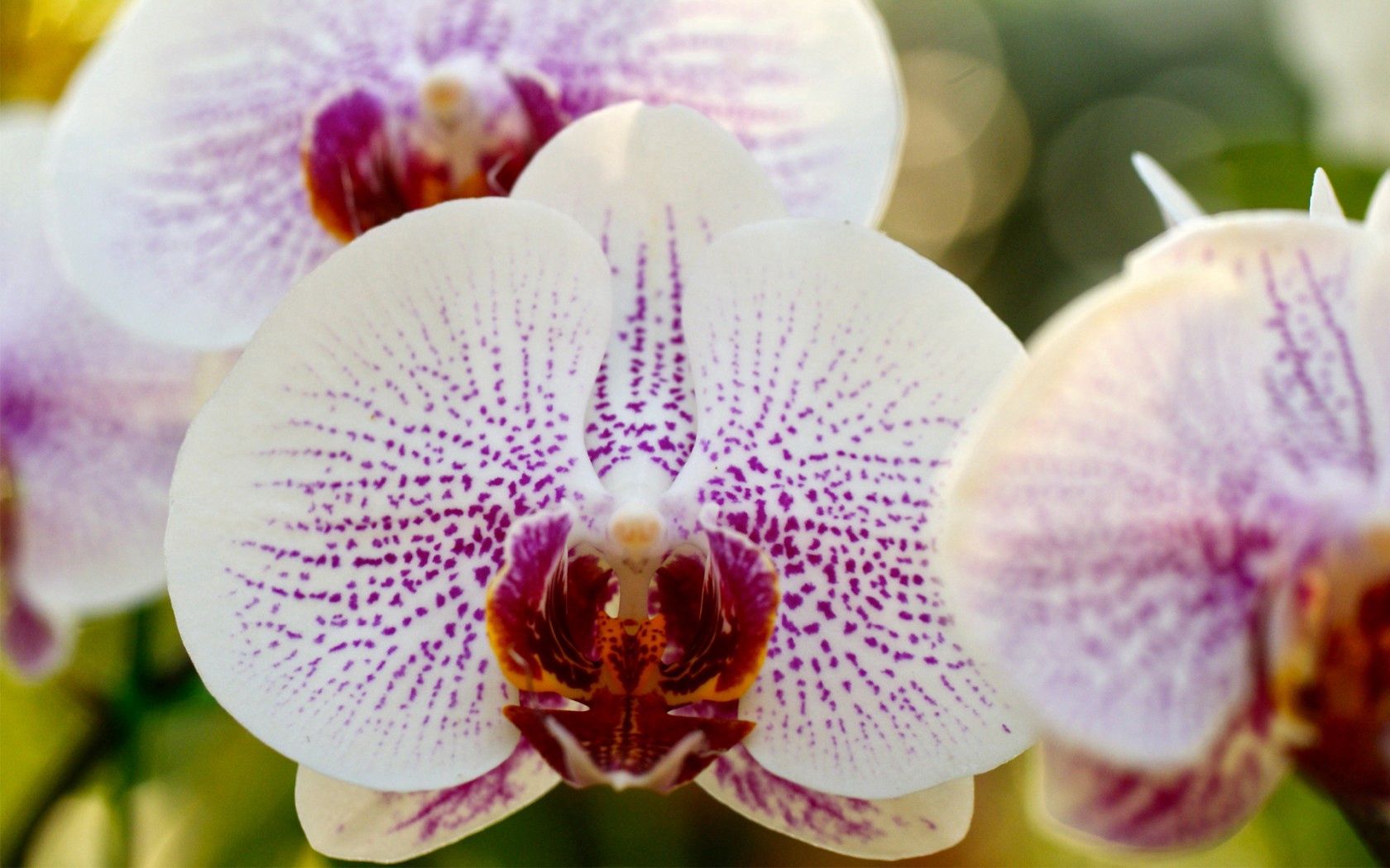 Laden Sie Orchid HD-Desktop-Hintergründe herunter