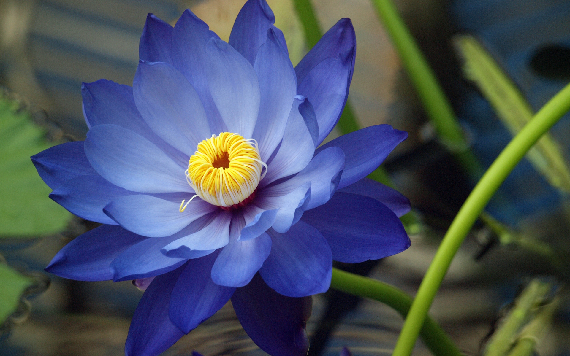 Descarga gratuita de fondo de pantalla para móvil de Flores, Flor, Tierra/naturaleza.