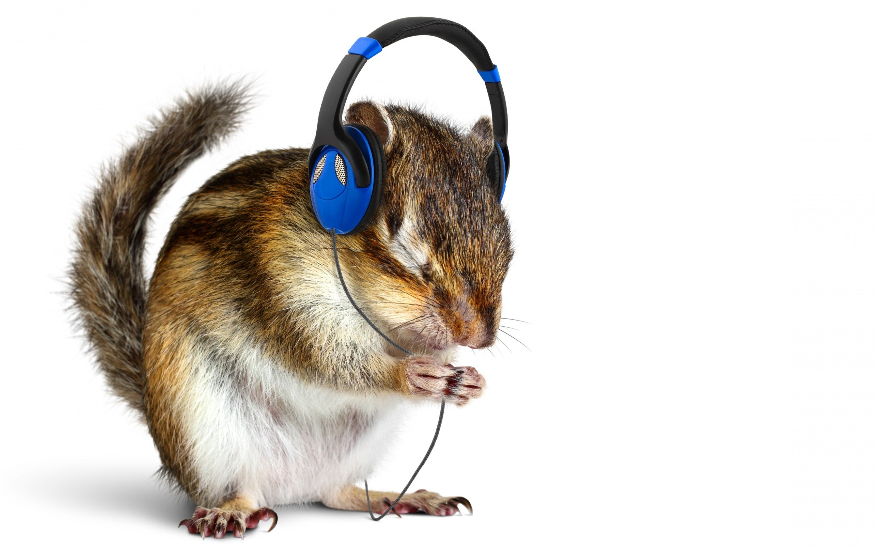 animal, chipmunk, headphones