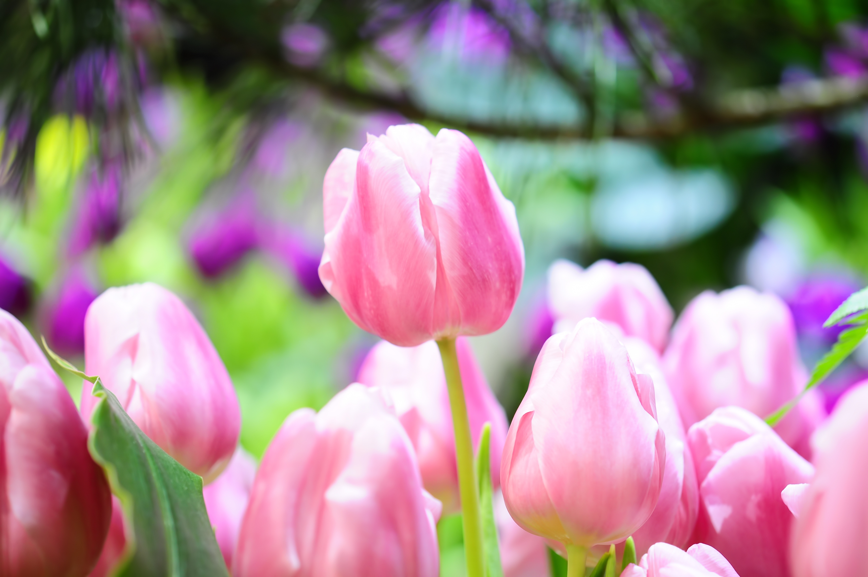 136559 descargar fondo de pantalla tulipanes, flores, cogollos, brotes, primavera, nitidez, agudeza: protectores de pantalla e imágenes gratis