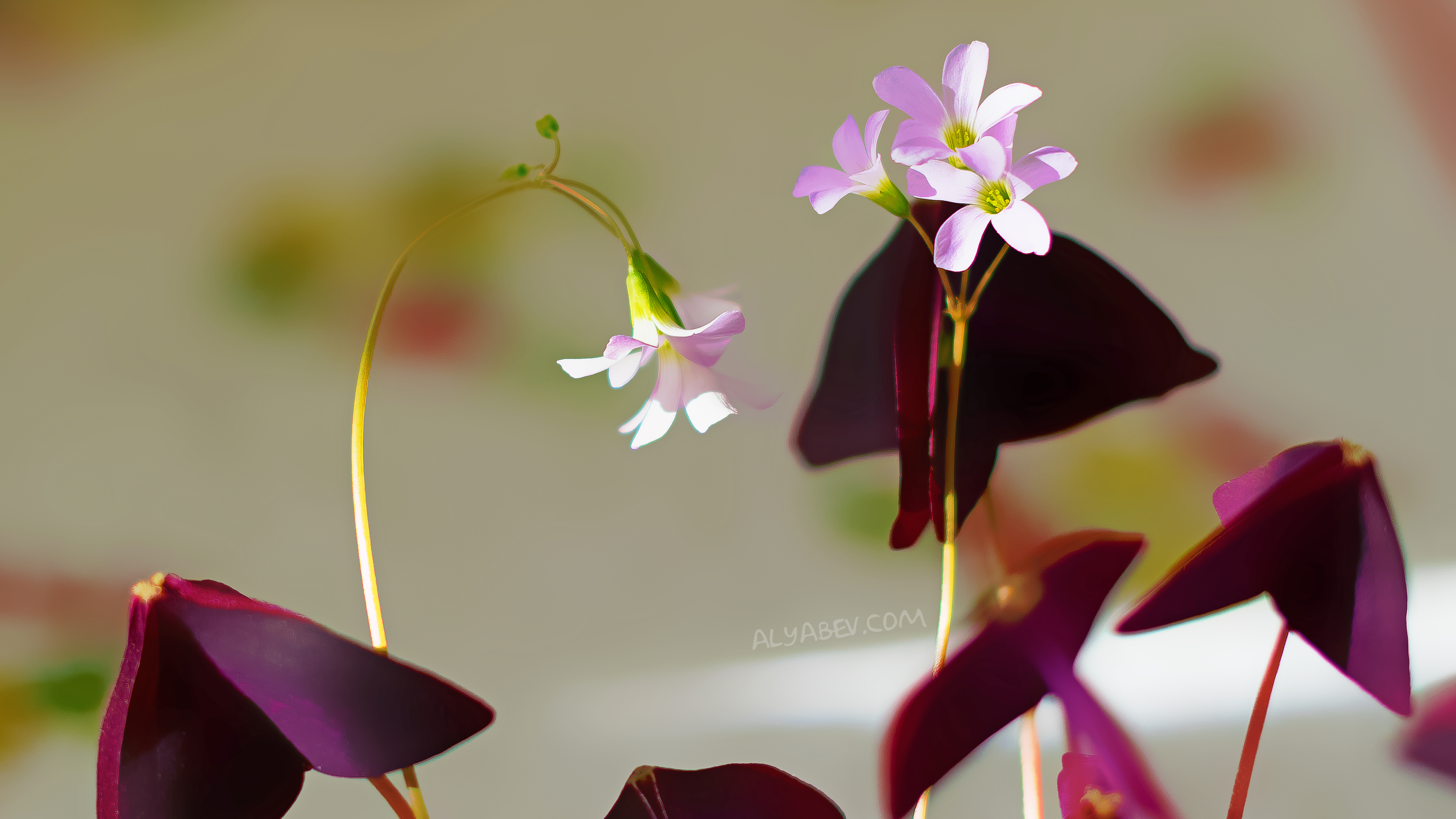 Téléchargez gratuitement l'image Fleurs, Fleur, Terre/nature sur le bureau de votre PC