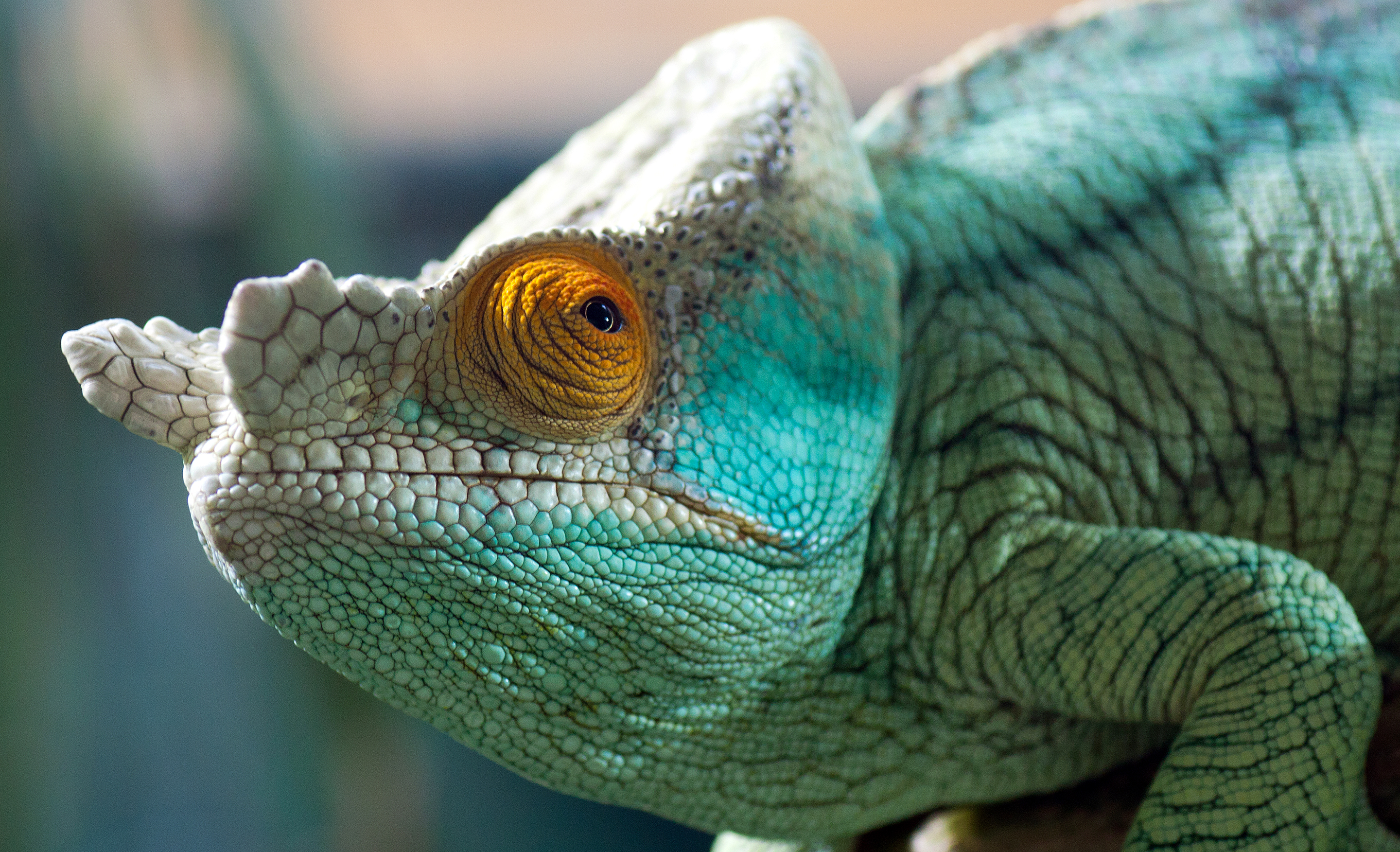 Téléchargez des papiers peints mobile Animaux, Fermer, Lézard, Caméléon, Reptiles gratuitement.