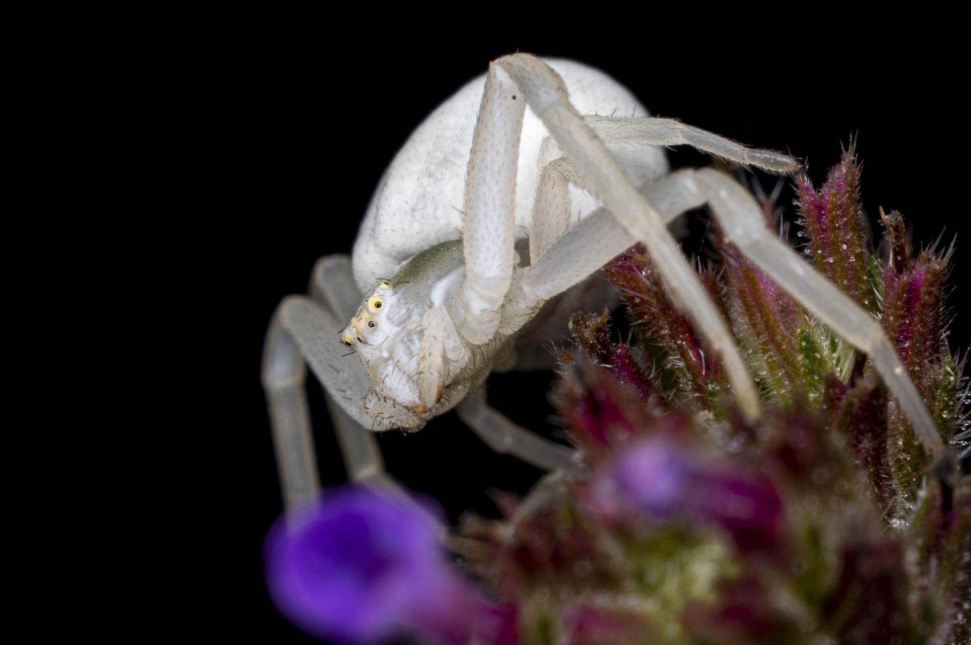 Download mobile wallpaper Spiders, Macro, Animal, Spider, Arachnid, Crab Spider for free.