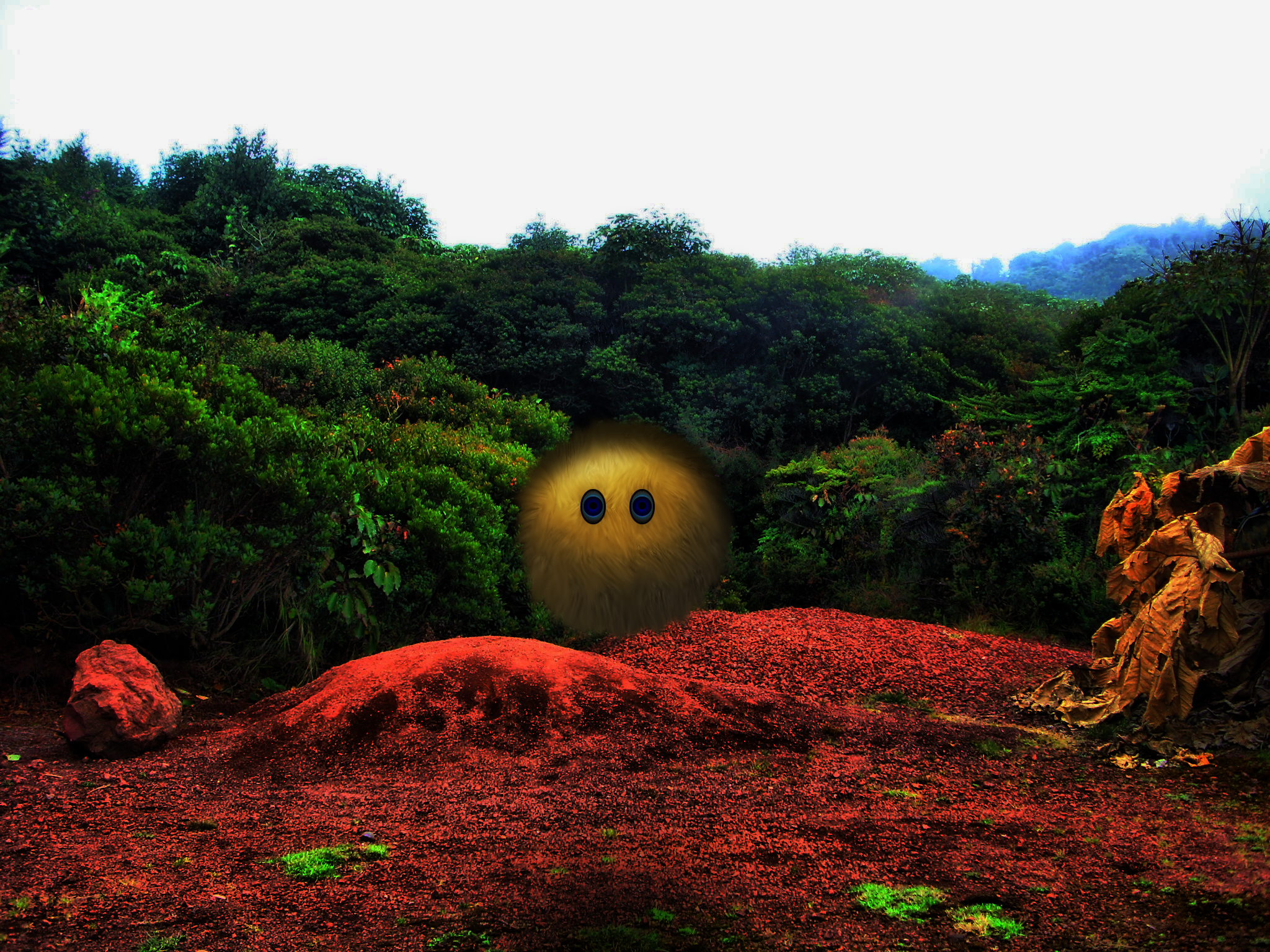 Download mobile wallpaper Dirt, Manipulation, Eye, Photography, Forest, Nature, Tree for free.