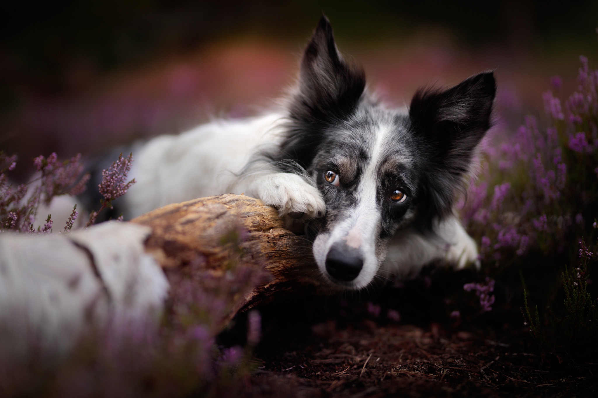 Download mobile wallpaper Dogs, Heather, Dog, Animal, Border Collie for free.