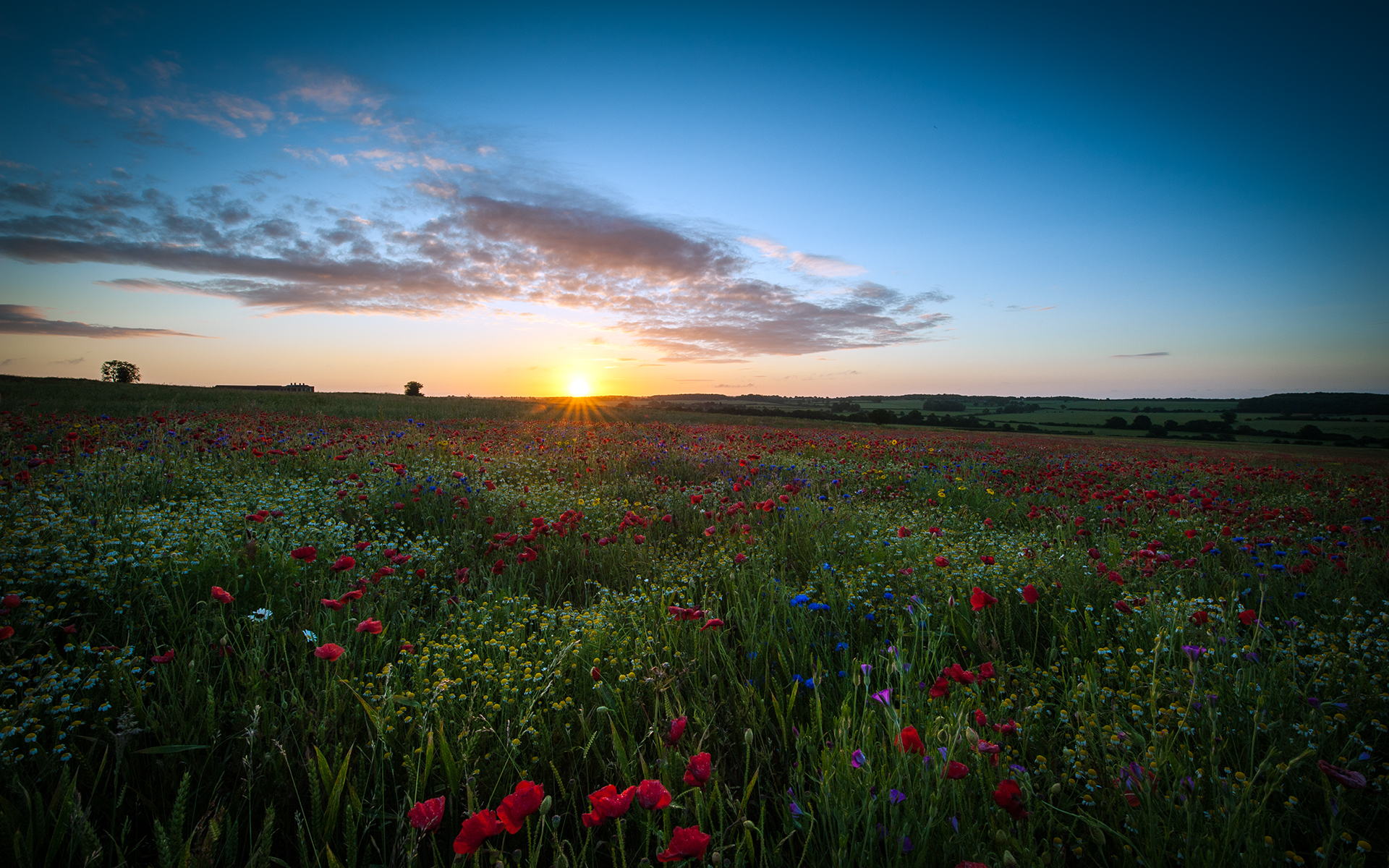 Free download wallpaper Landscape, Flower, Sunrise, Earth, Field, Cloud on your PC desktop
