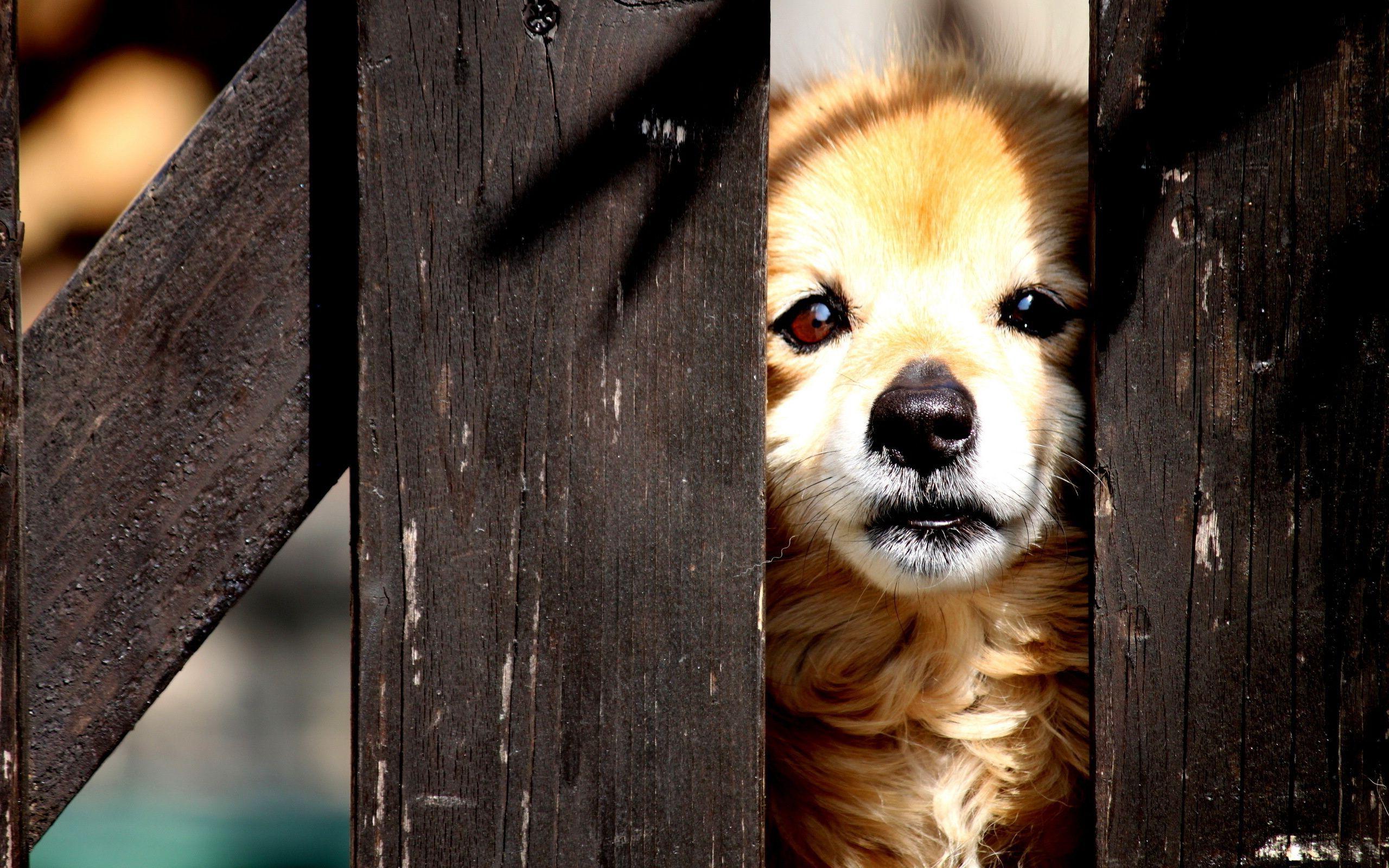 Free download wallpaper Dogs, Dog, Fence, Animal, Puppy, Face, Cute on your PC desktop