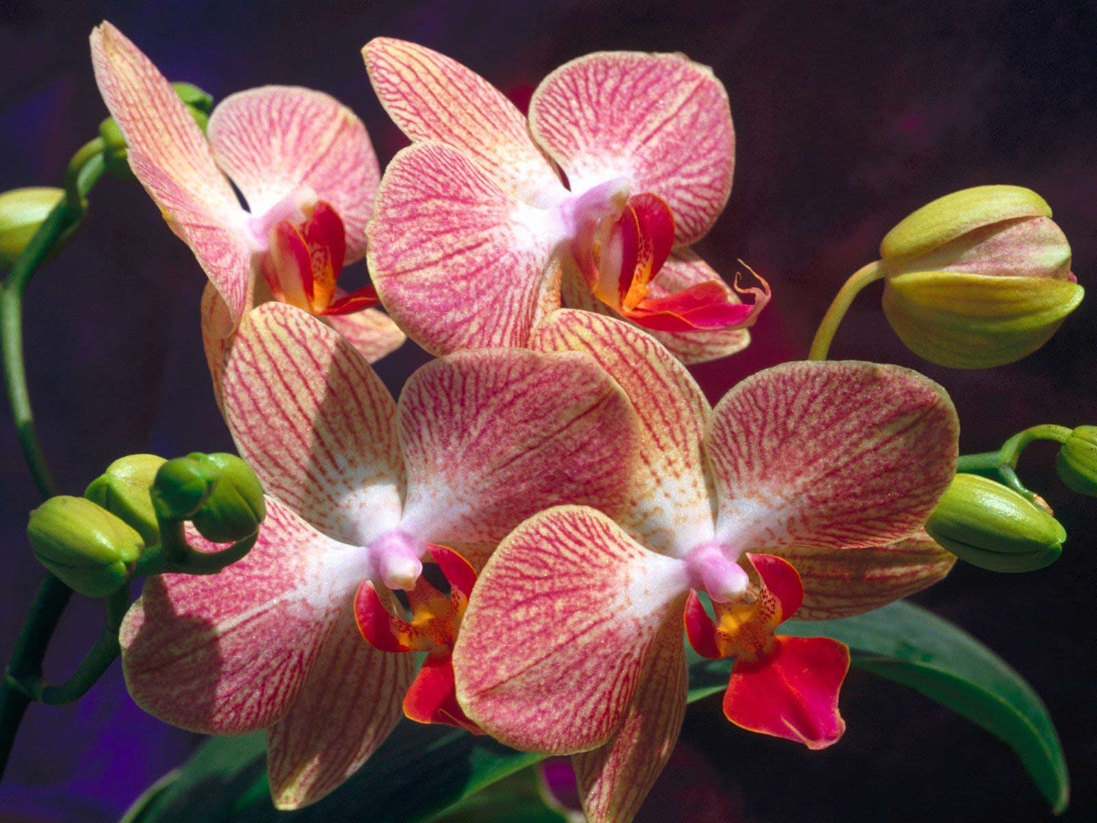 163501 descargar fondo de pantalla orquídea, tierra/naturaleza, flores: protectores de pantalla e imágenes gratis