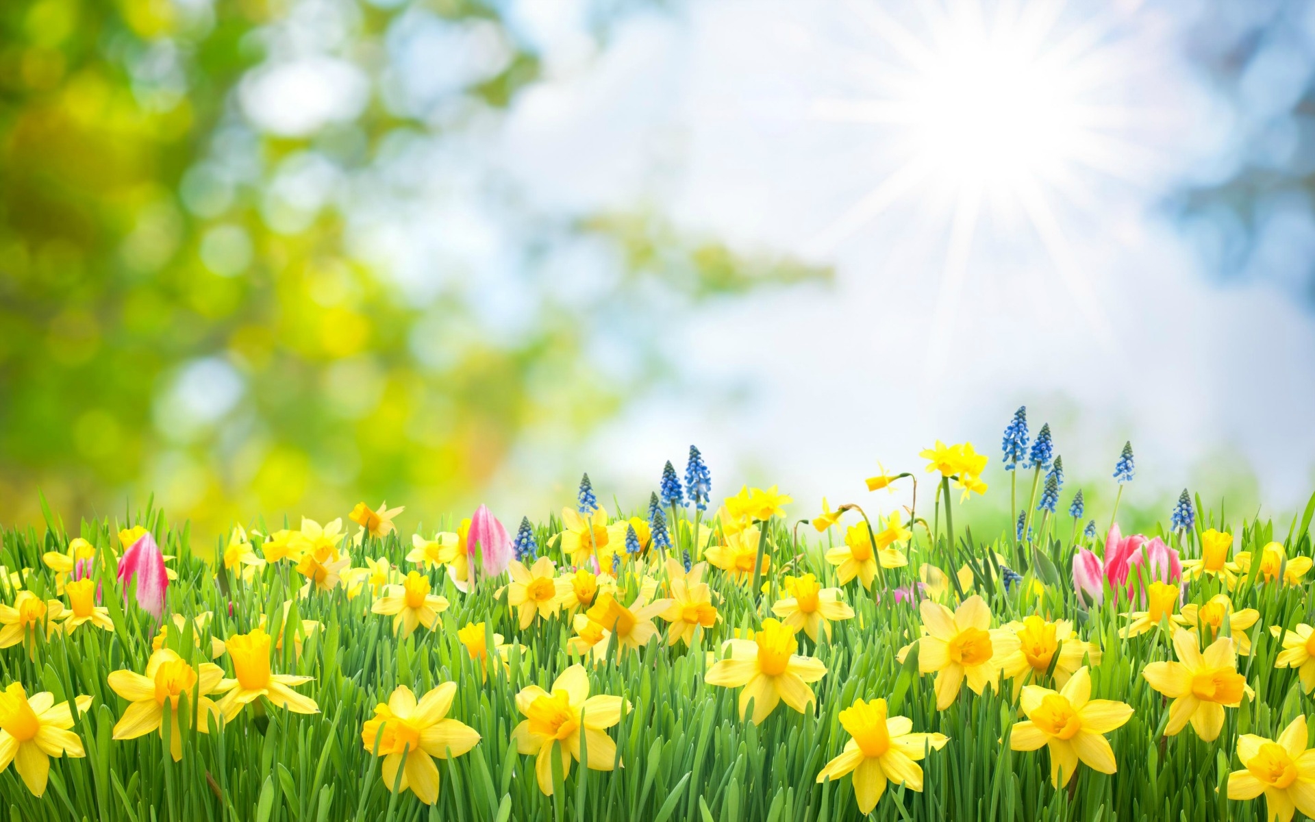834476画像をダウンロード黄色い花, 春, 水仙, 地球, 花, 草-壁紙とスクリーンセーバーを無料で