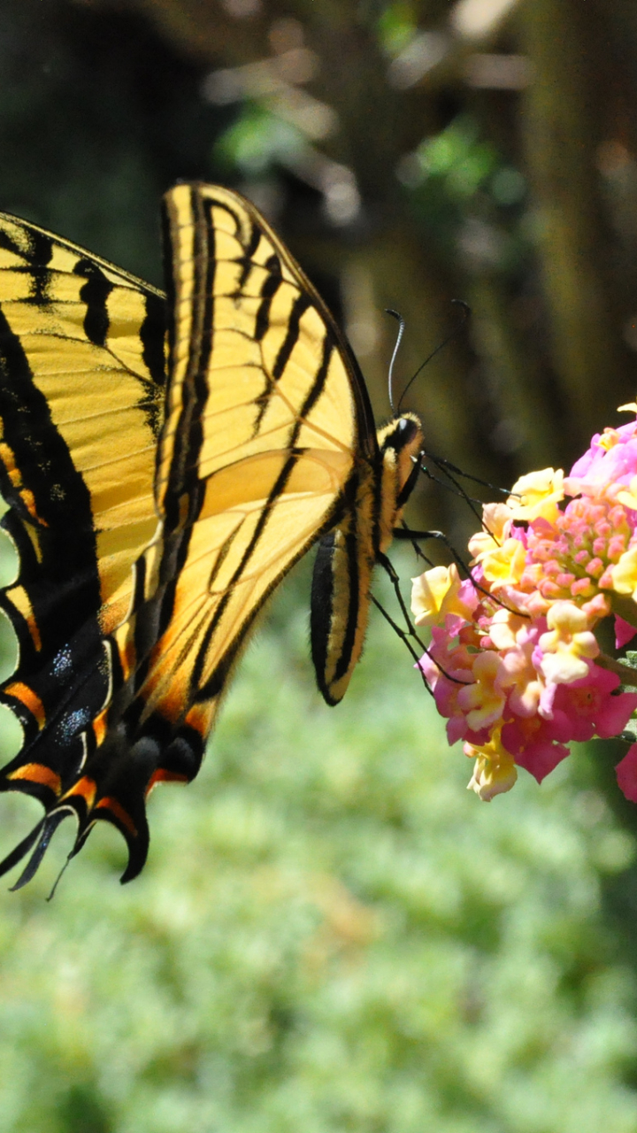 Descarga gratuita de fondo de pantalla para móvil de Animales, Mariposa.