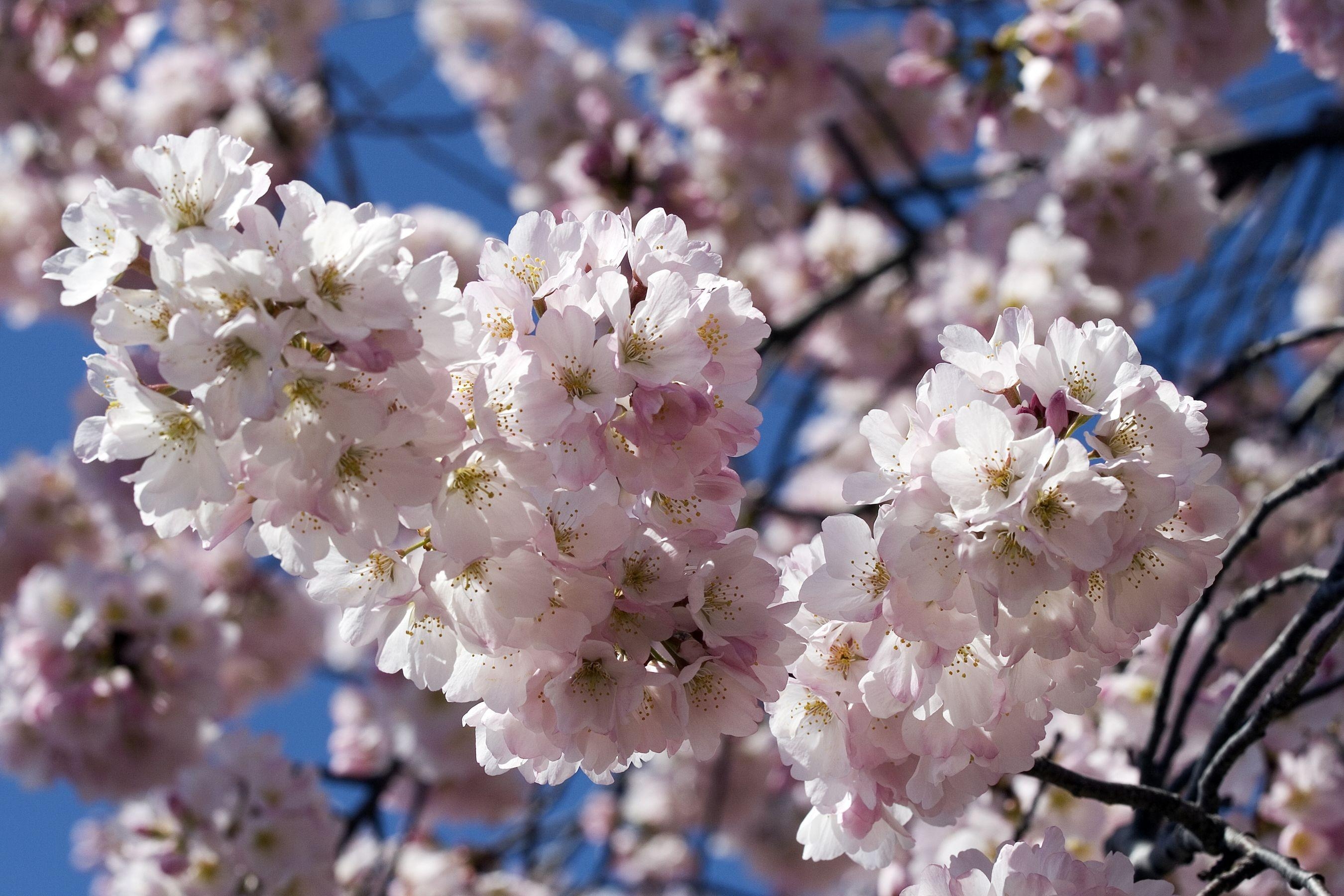 Laden Sie das Sky, Geäst, Zweige, Blühen, Nahansicht, Nahaufnahme, Blühenden, Blumen, Frühling-Bild kostenlos auf Ihren PC-Desktop herunter