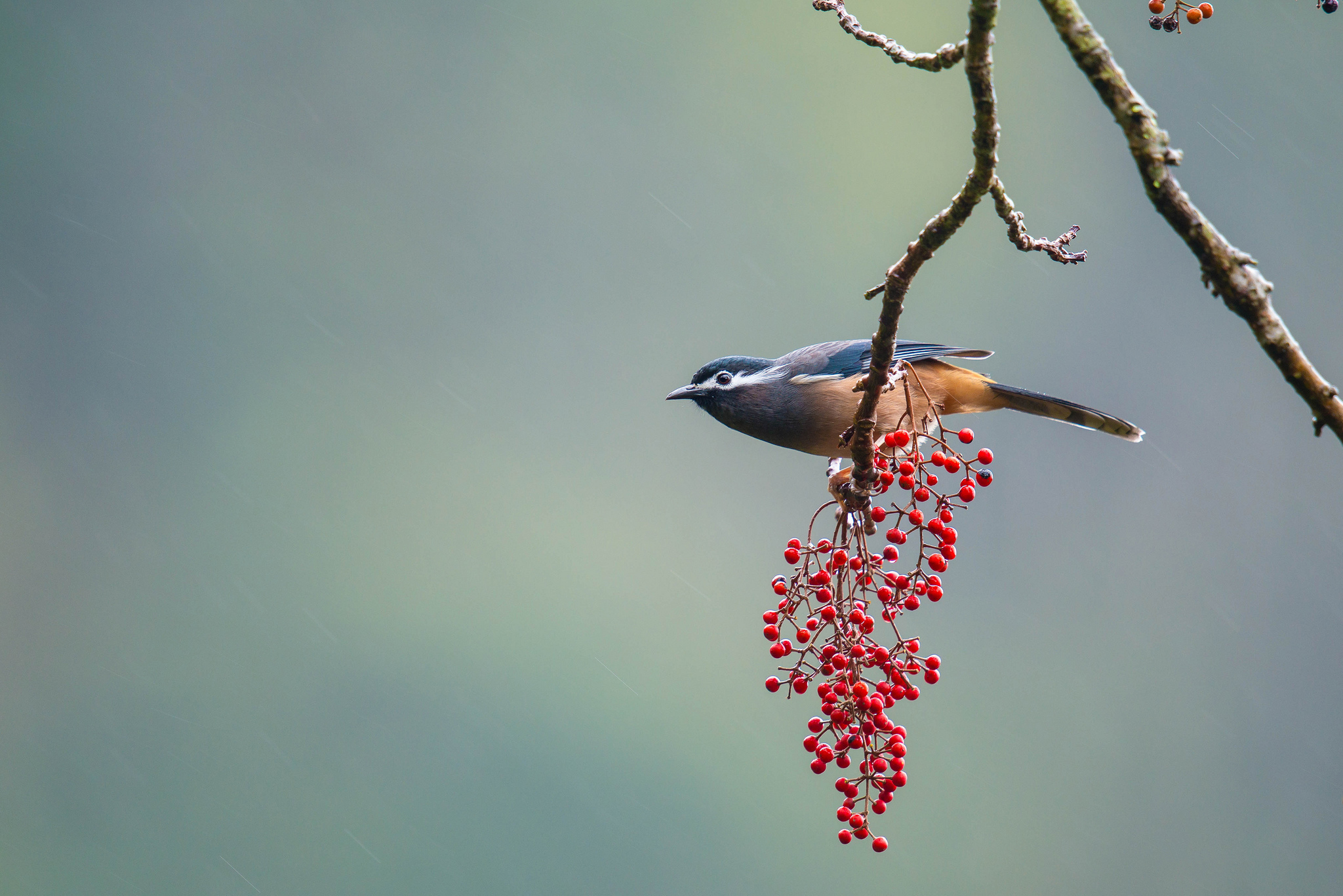 Baixe gratuitamente a imagem Pássaro, Aves, Animais na área de trabalho do seu PC