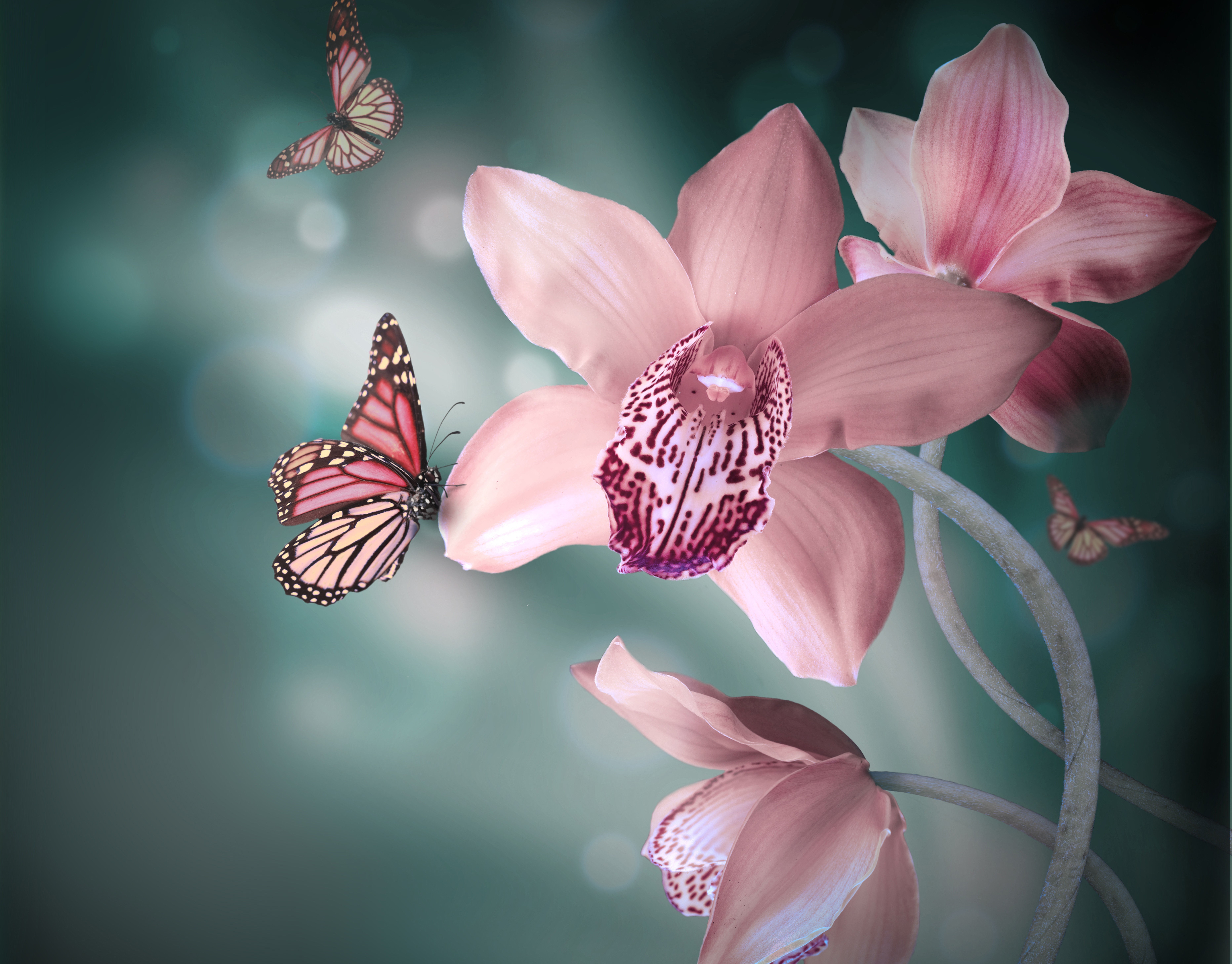 297758 baixar papel de parede flores, terra/natureza, orquídea - protetores de tela e imagens gratuitamente