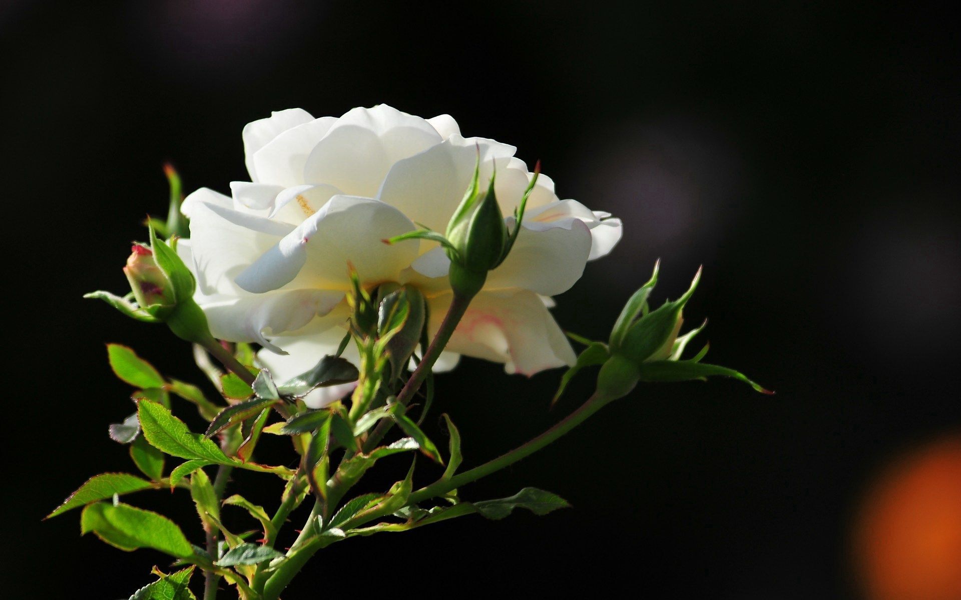 Download background rose flower, flowers, flower, rose, petals, morning