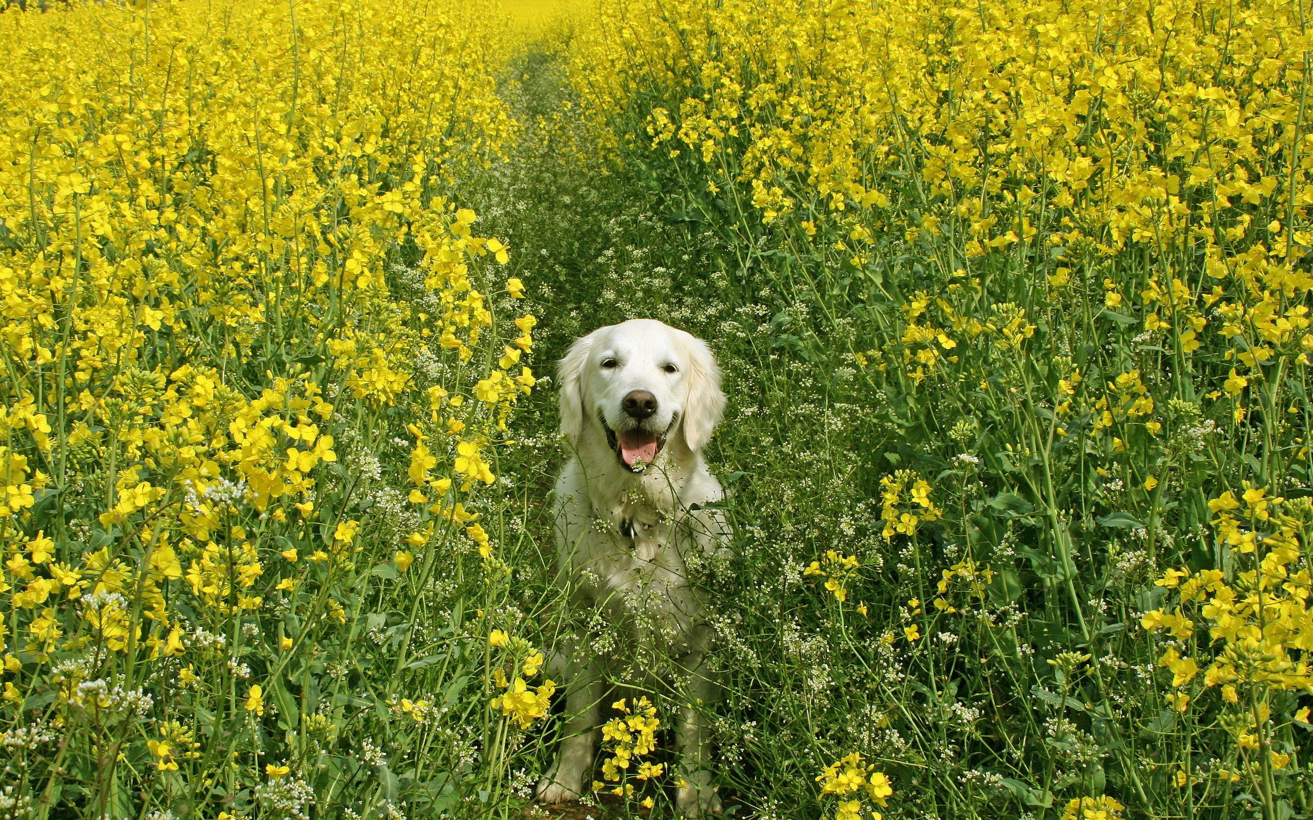 Download mobile wallpaper Field, Animals, Grass, Flowers, Dog for free.