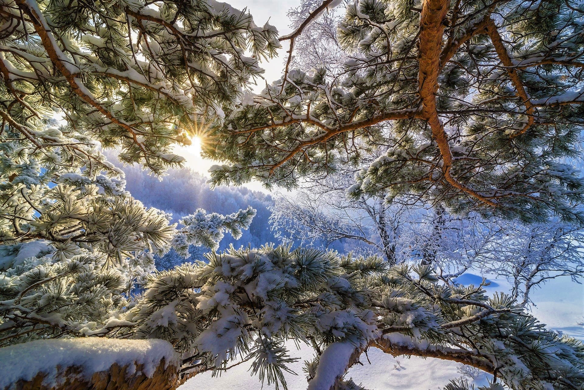 PCデスクトップに冬, 雪, ブランチ, 地球, 松の木画像を無料でダウンロード