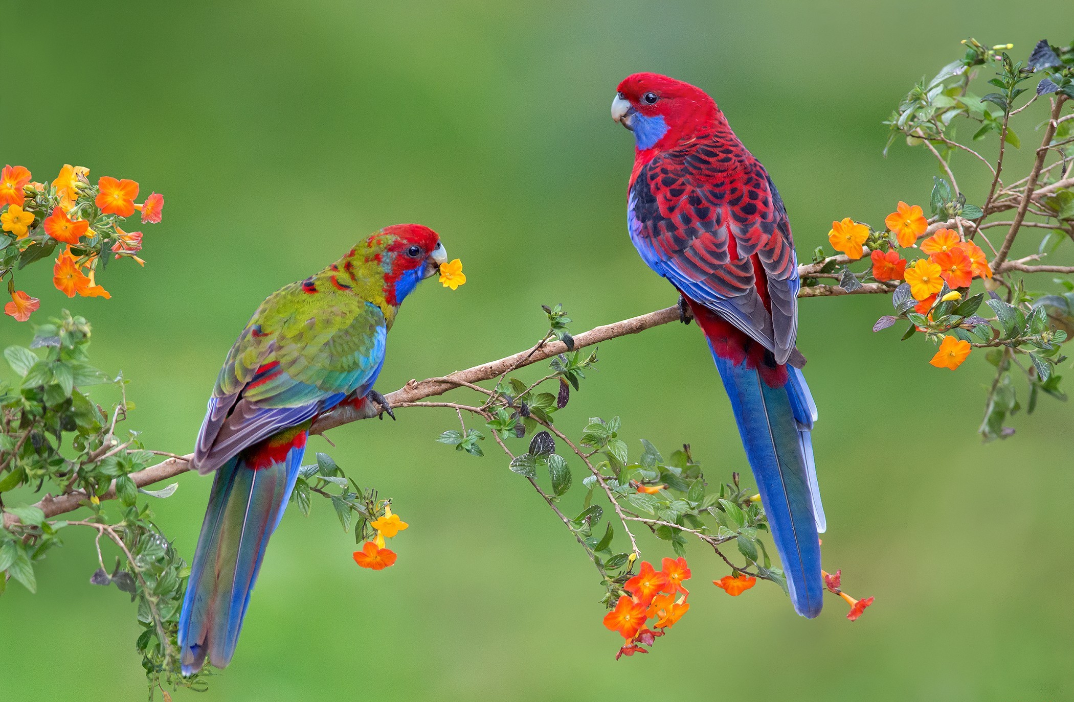 349059 Hintergrundbild herunterladen frühling, tiere, rosella, blüte, purpurrote rosella, papagei, vögel - Bildschirmschoner und Bilder kostenlos