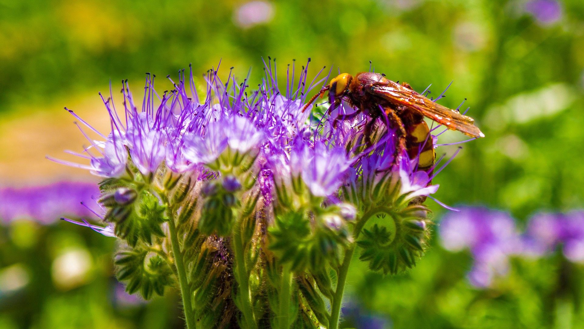 130093 descargar imagen flor, planta, macro, brote, yema, abeja, polinización: fondos de pantalla y protectores de pantalla gratis