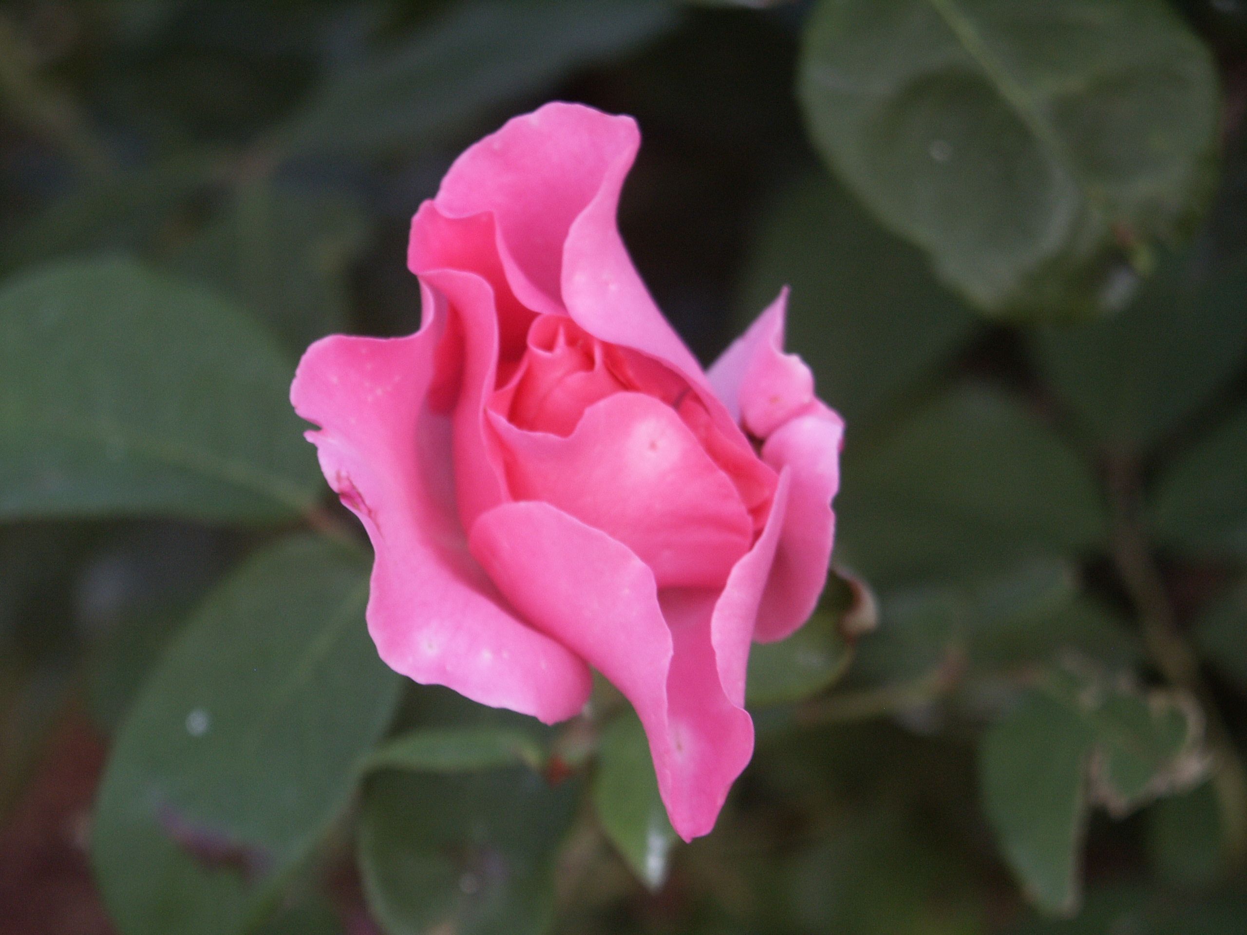 無料モバイル壁紙フラワーズ, 薔薇, 地球をダウンロードします。