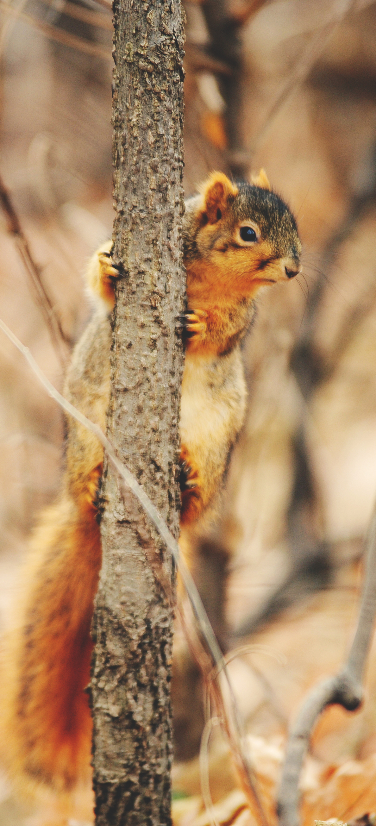 Download mobile wallpaper Squirrel, Animal, Rodent for free.