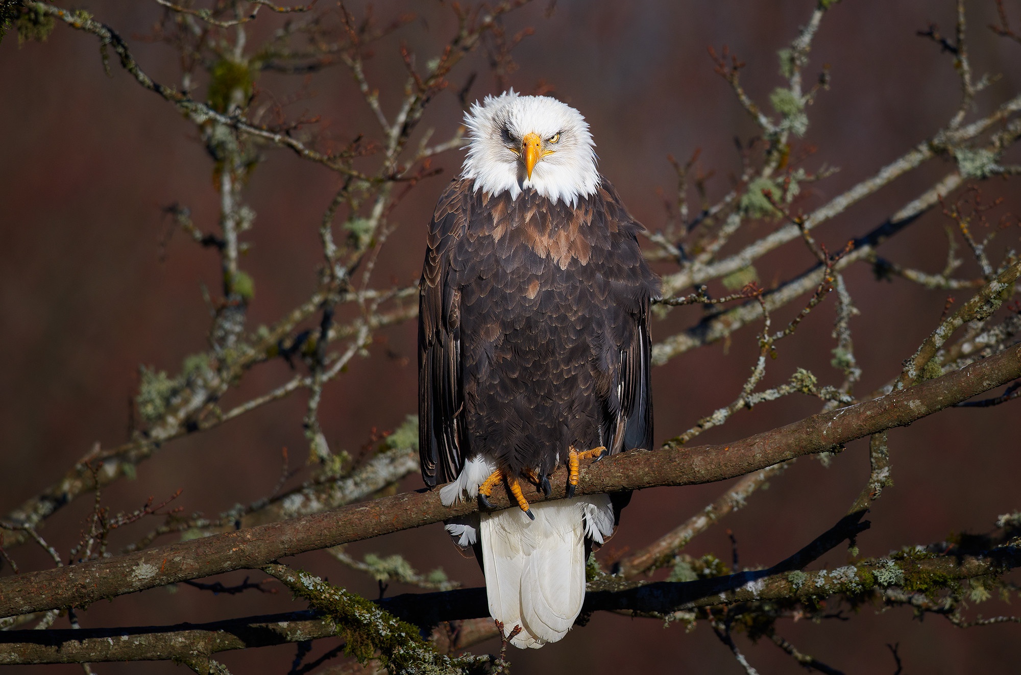 Free download wallpaper Birds, Bird, Animal, Eagle, Bald Eagle, Bird Of Prey on your PC desktop