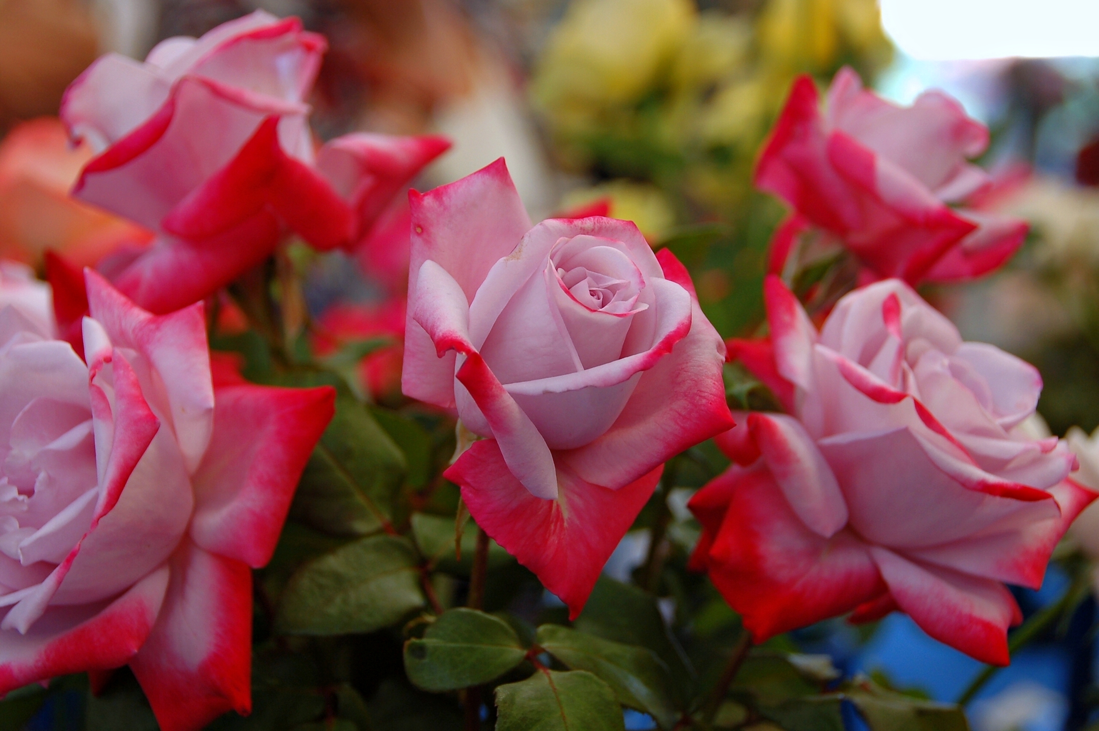 Téléchargez des papiers peints mobile Jardin, Printemps, Fleurs, Fleur, Rose, Terre/nature gratuitement.
